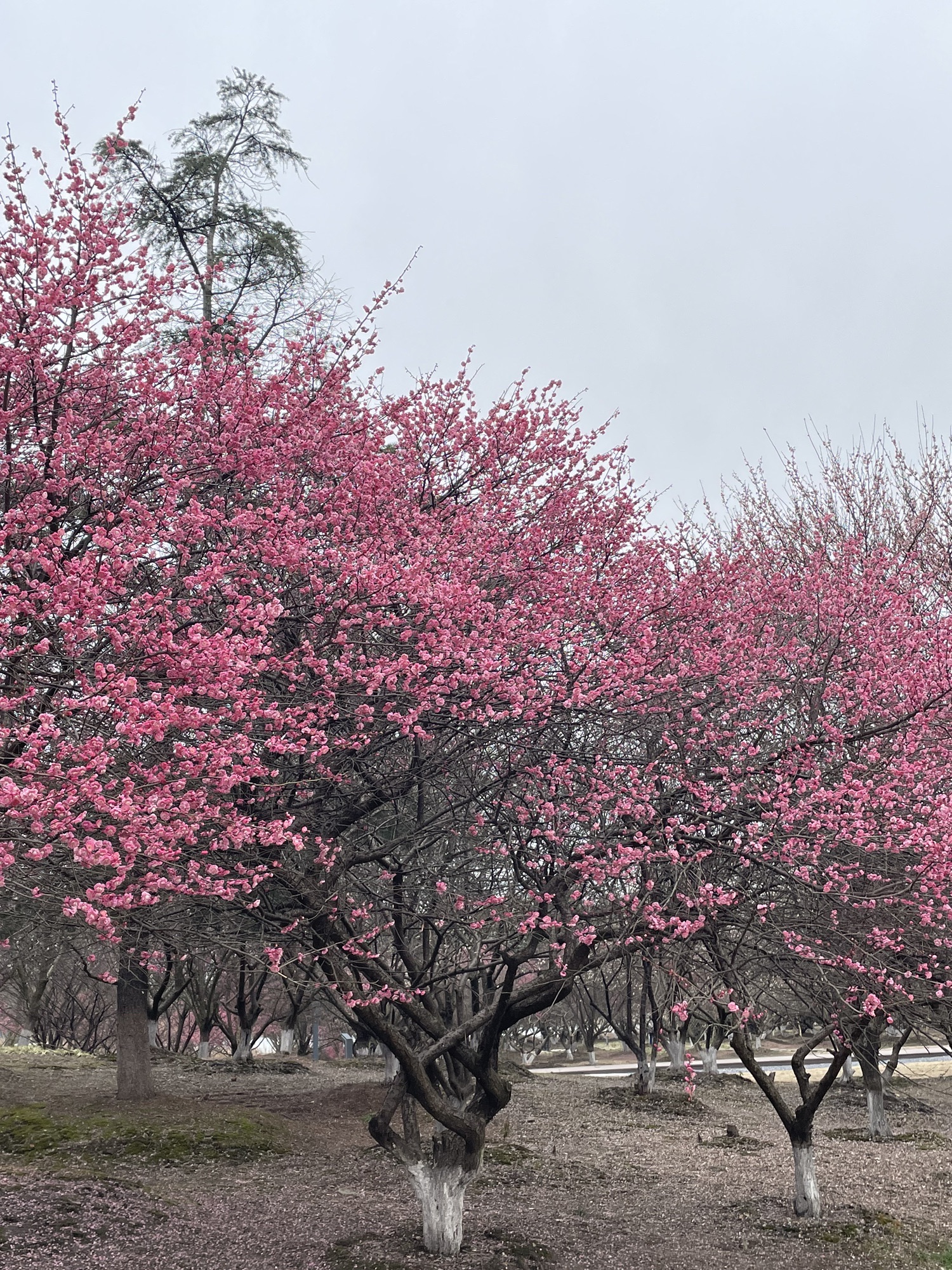 黄桥梅花园旅行图片