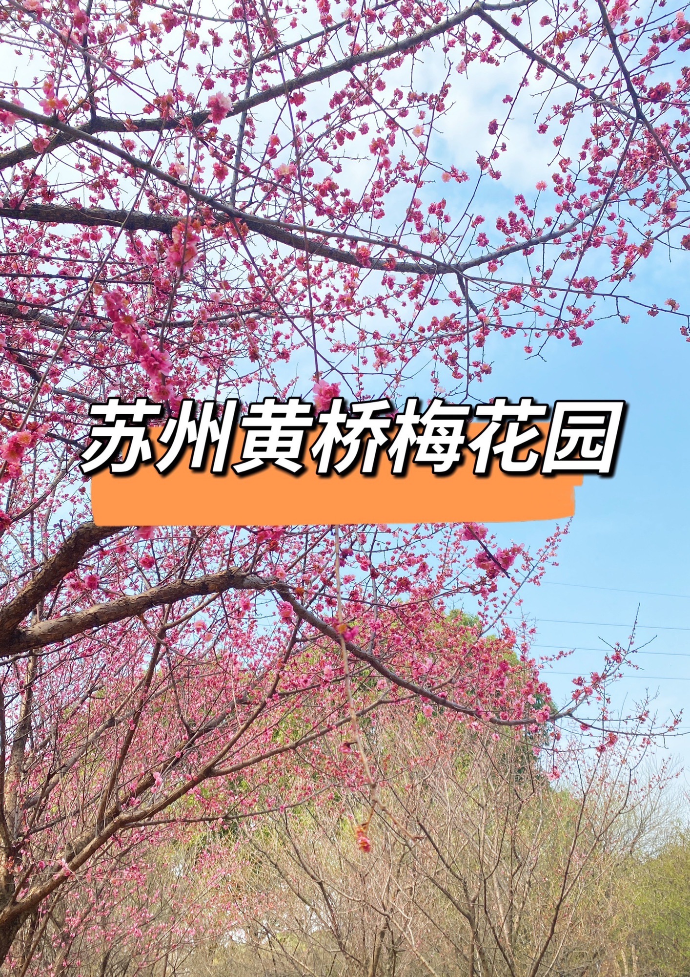 黄桥梅花园旅行图片