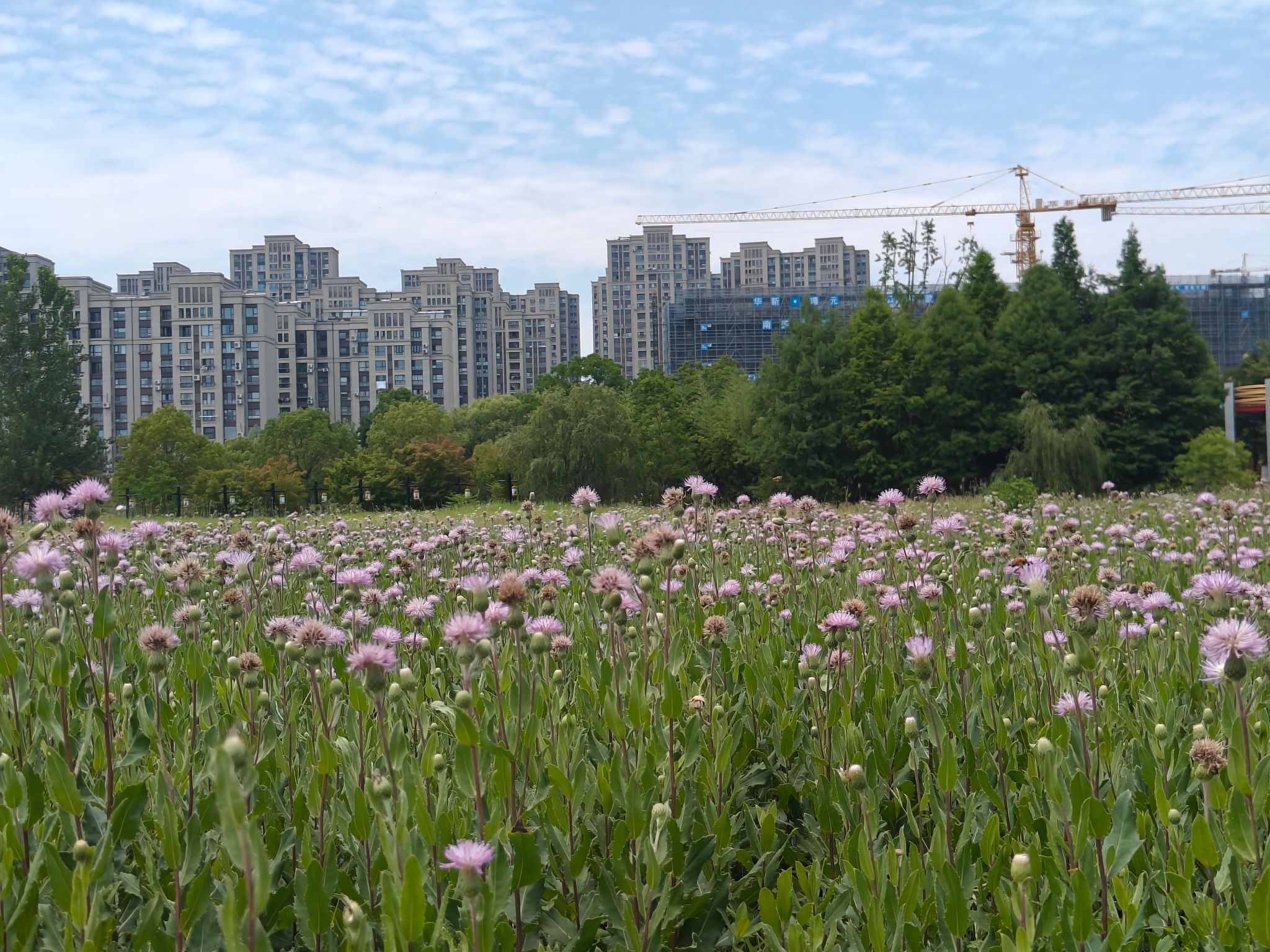 七星湖生态园旅行图片
