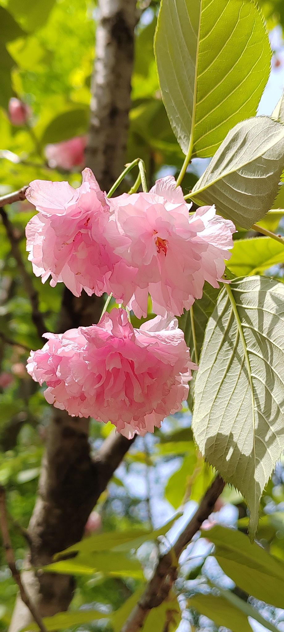 蜀冈西峰生态公园