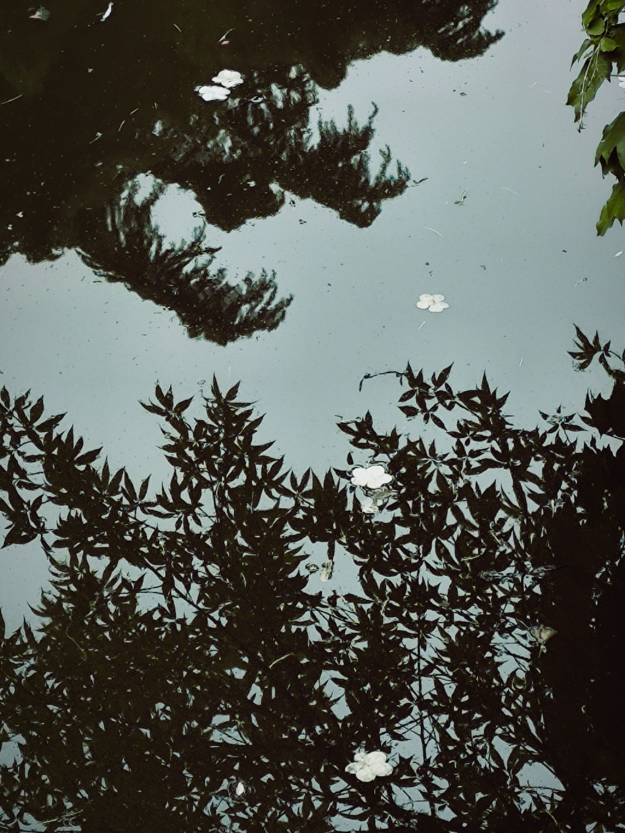 琼花观旅行图片