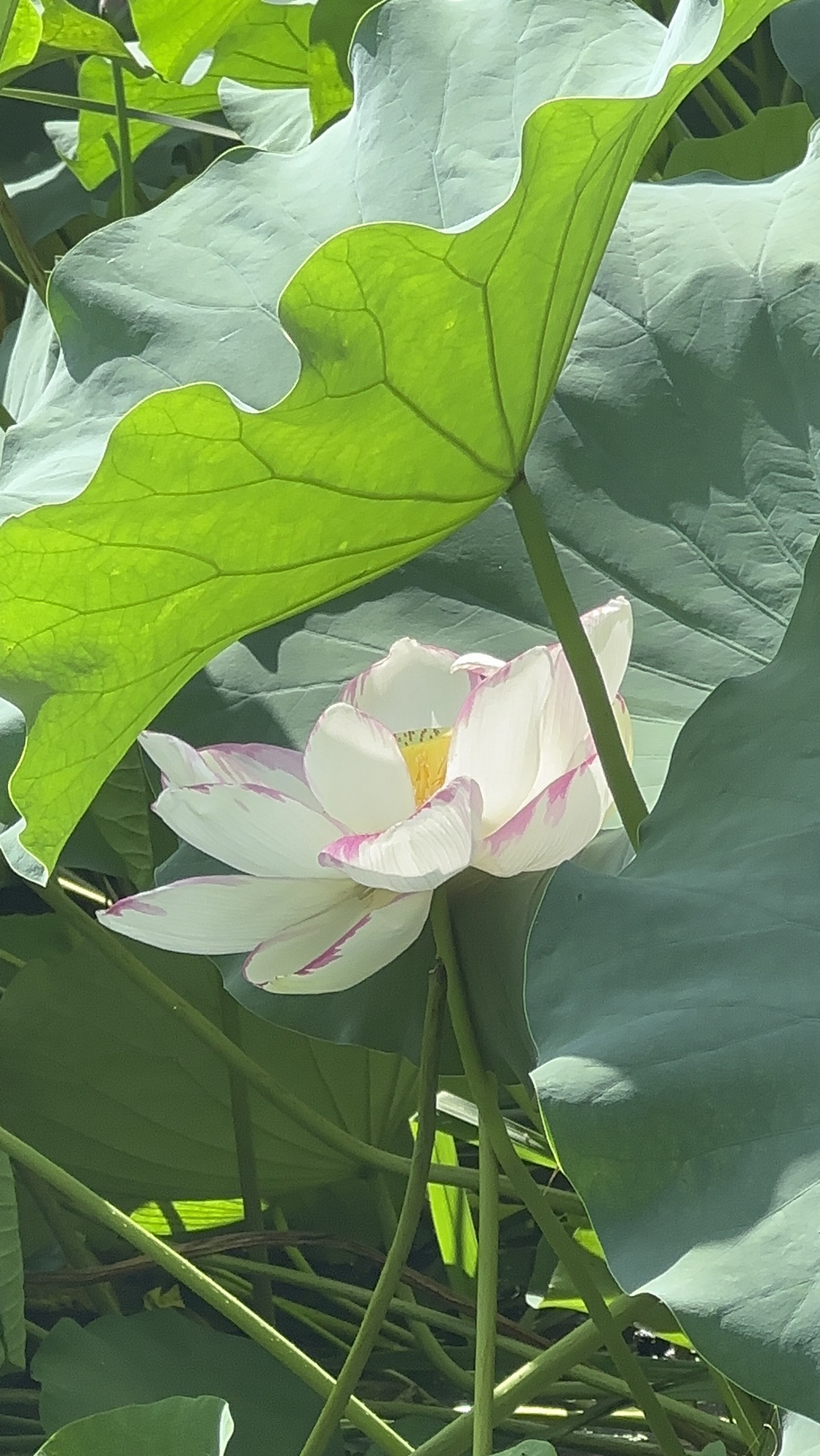 荷花池公园
