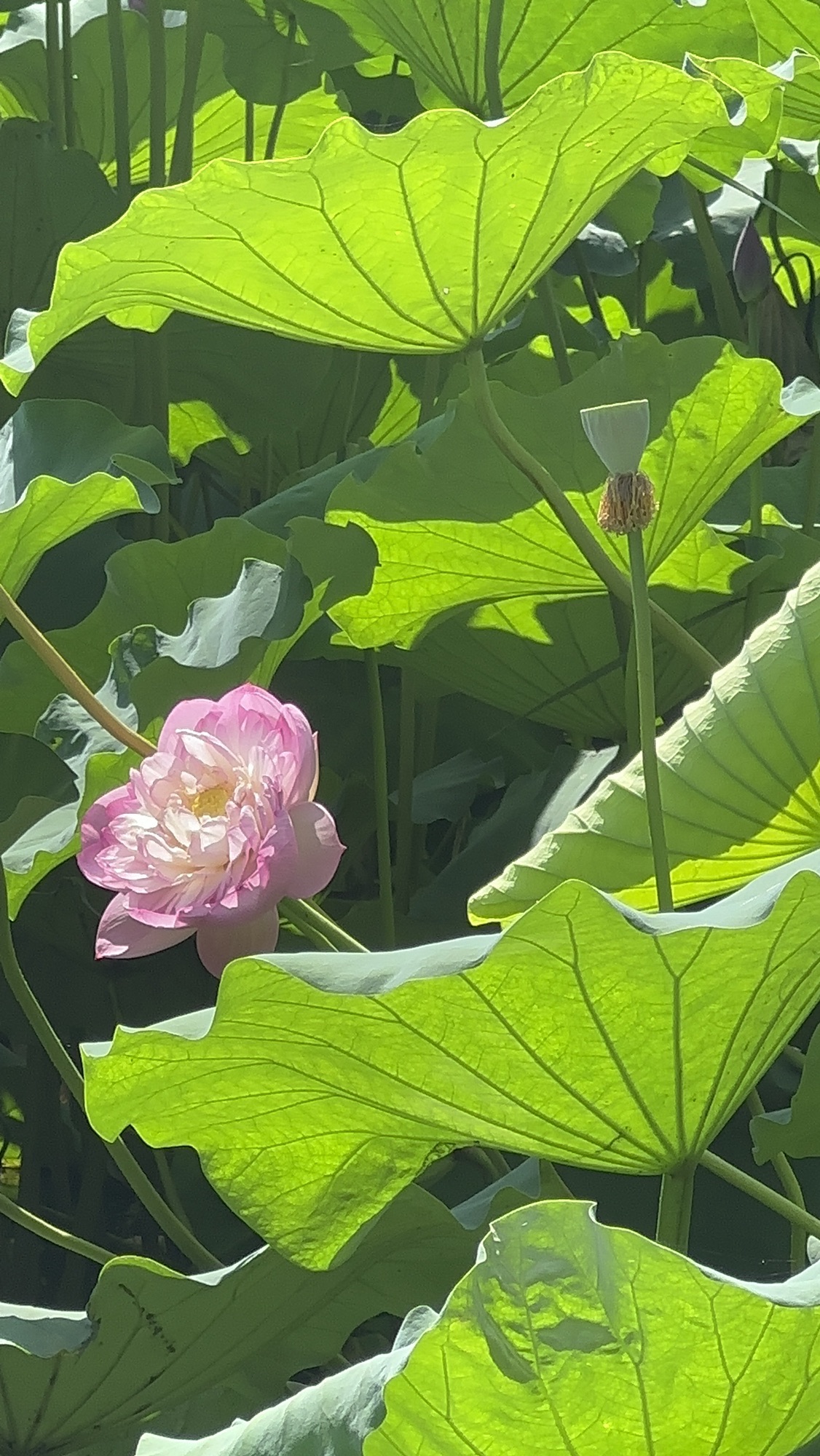 荷花池公园旅行图片