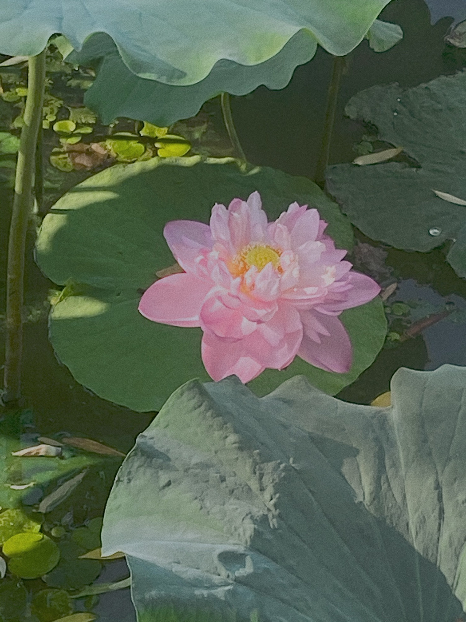 荷花池公园旅行图片