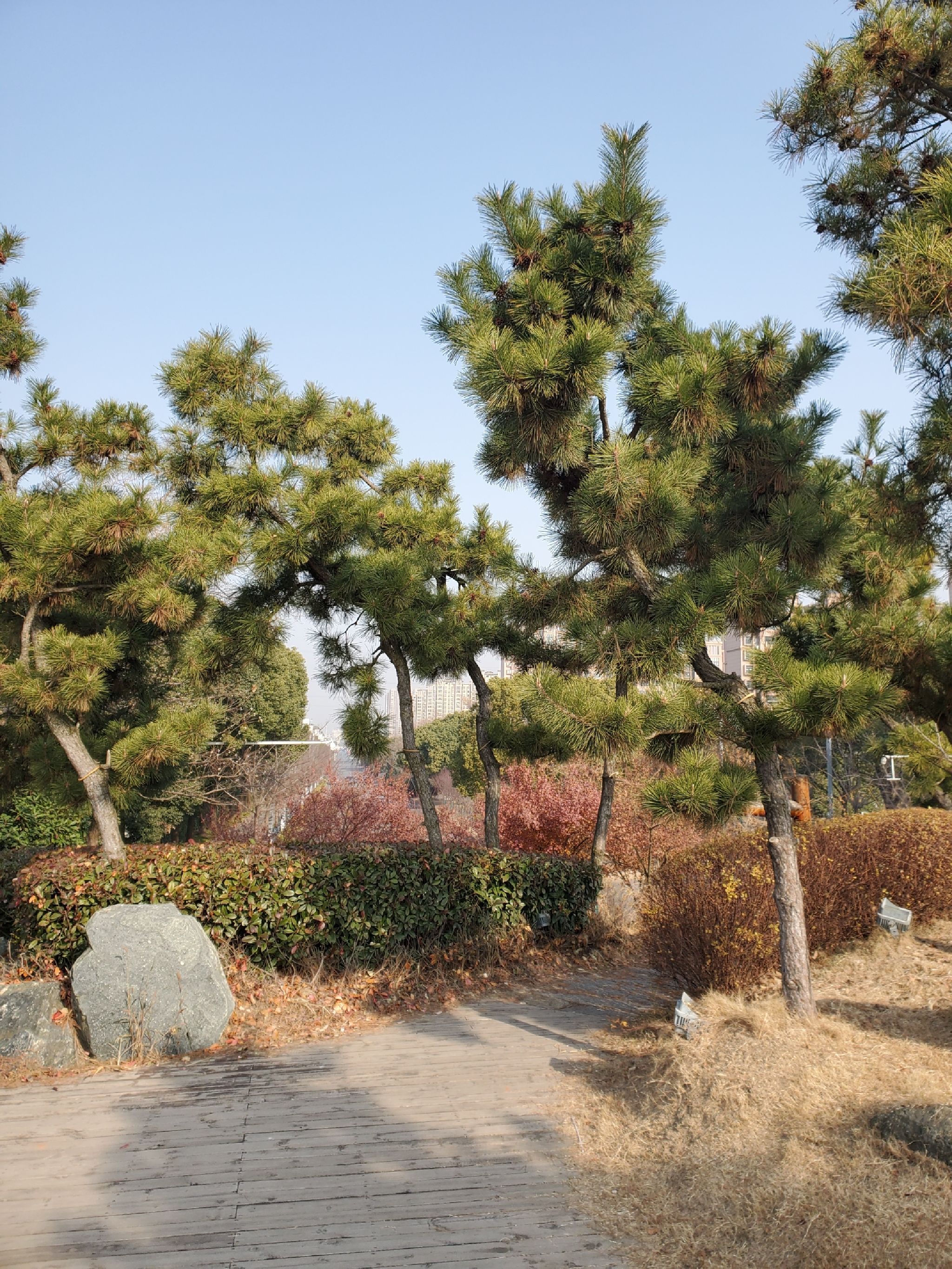 扬子江公园旅行图片