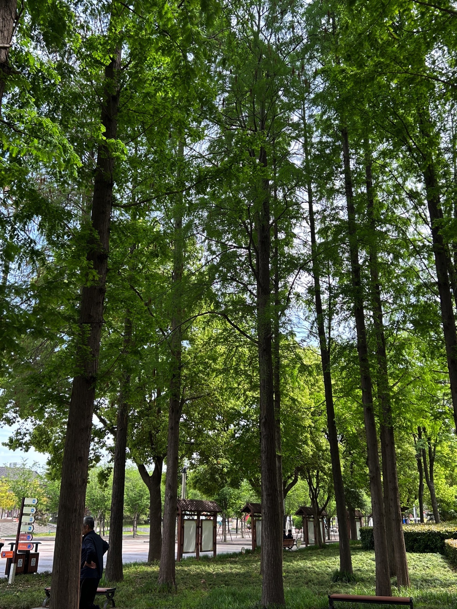 扬子公园旅行图片