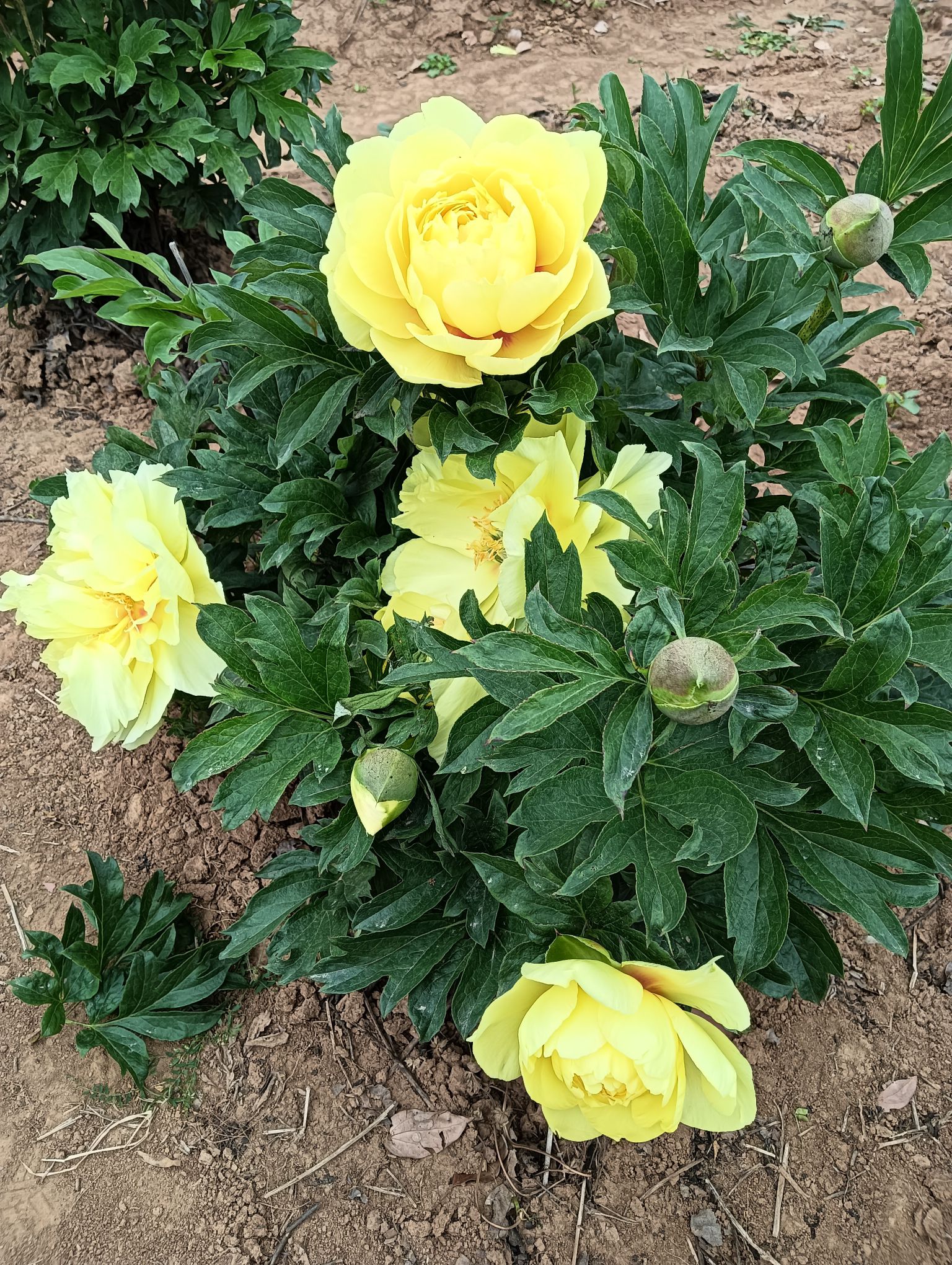 扬州芍药园旅行图片