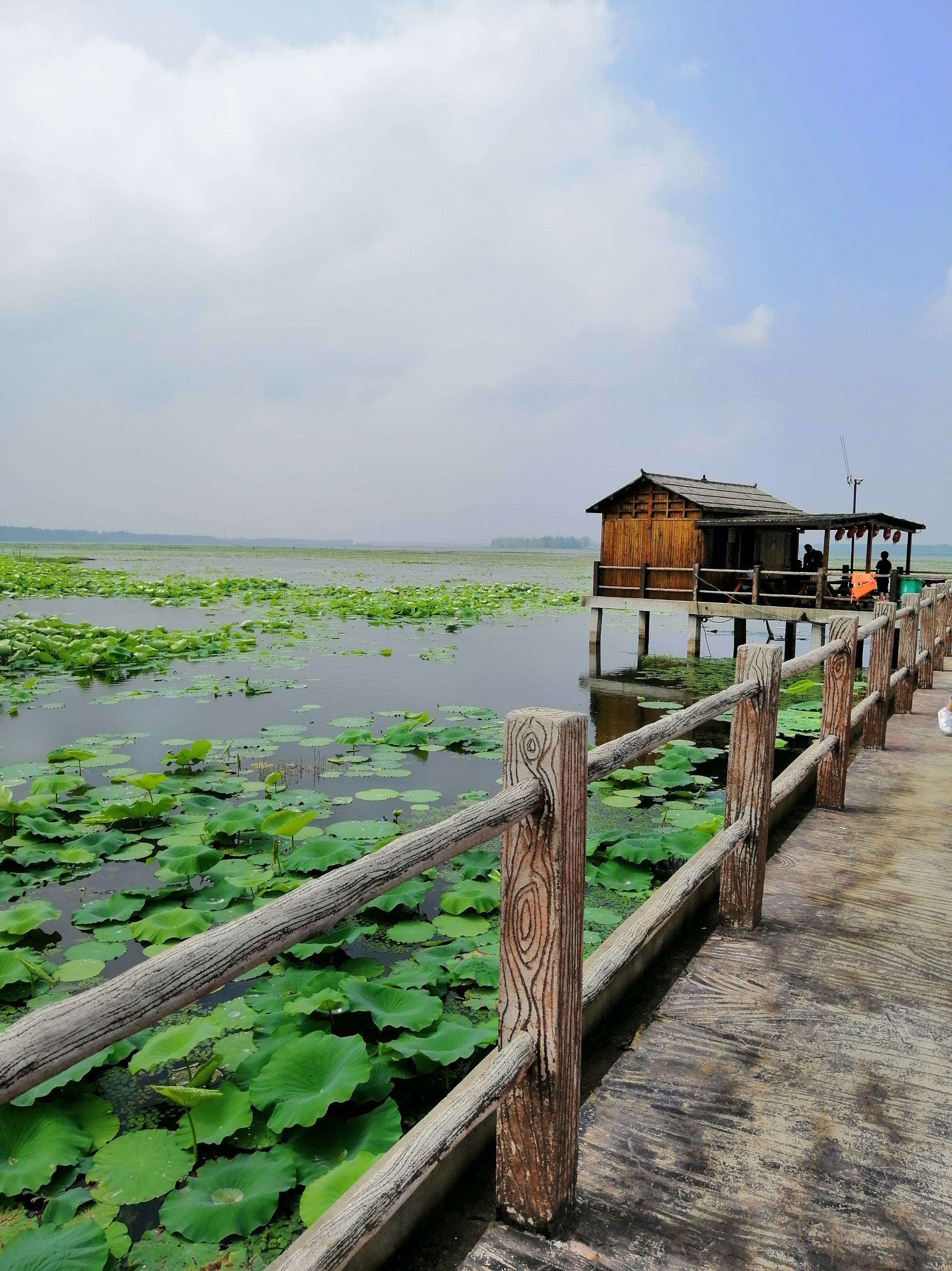 宝应湖国家湿地公园旅行图片