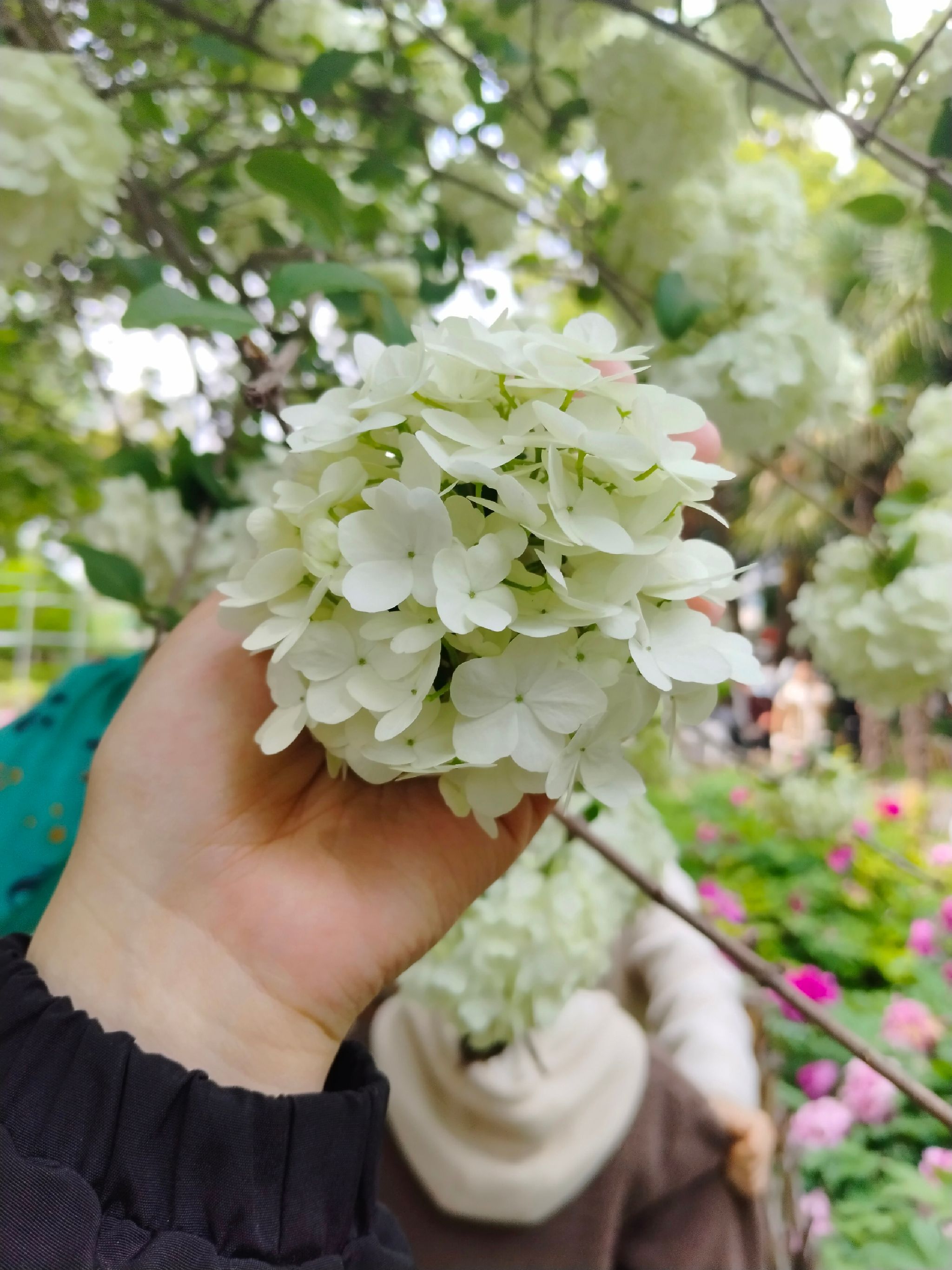 枯枝牡丹园旅行图片