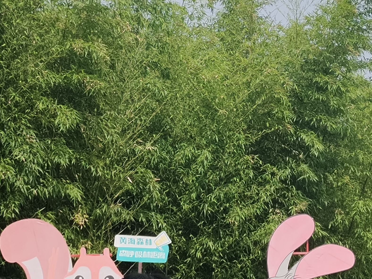 黄海森林生态旅游度假区