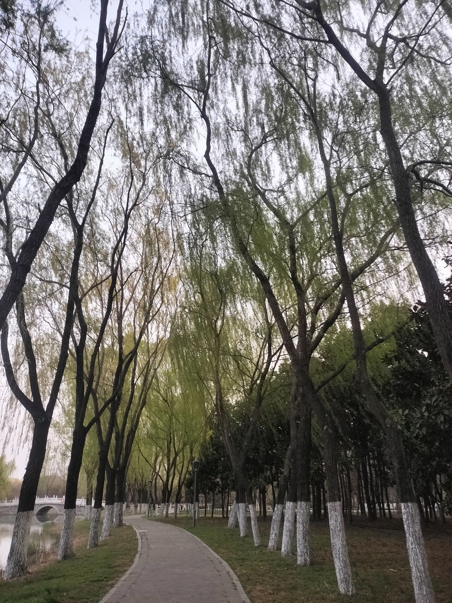 沙沟湖水杉公园