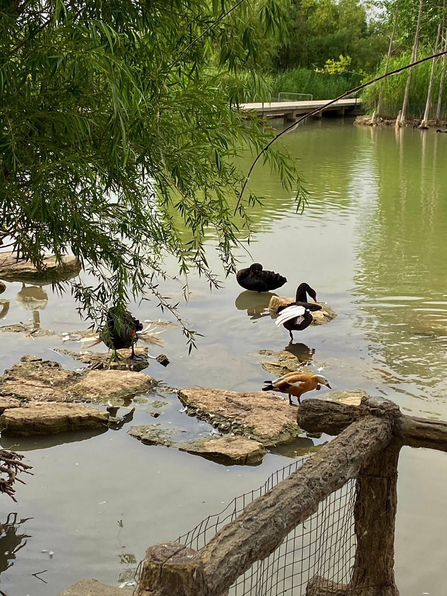潘安湖国家湿地公园旅行图片