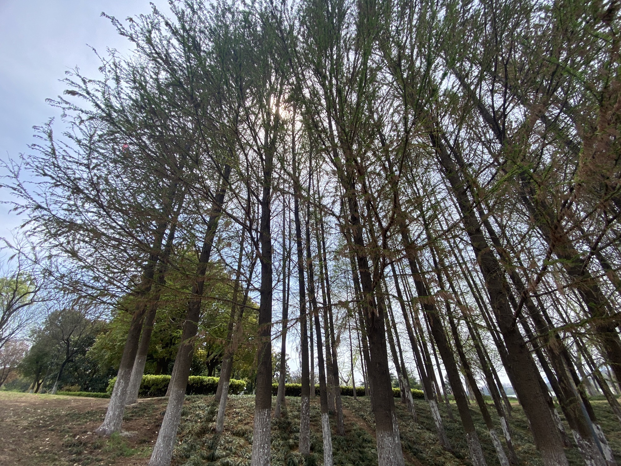 徐州大龙湖风景区旅行图片