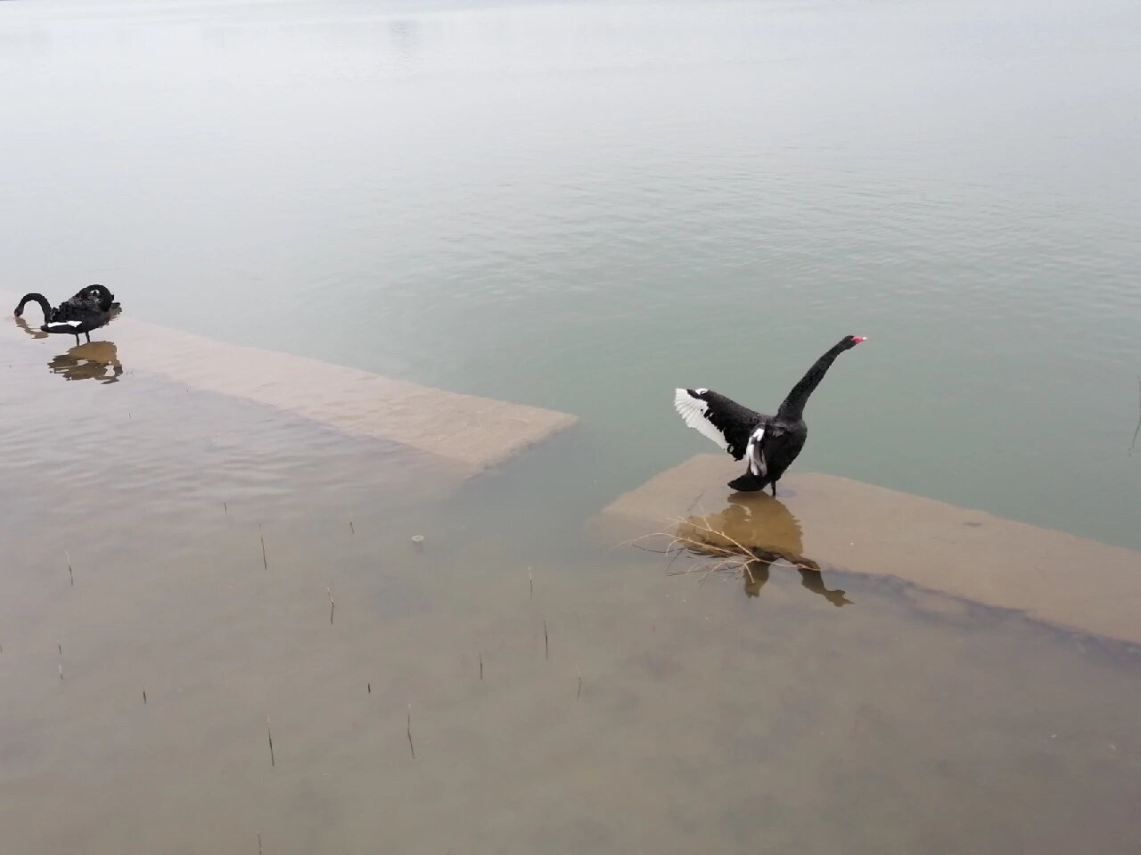 督公湖景区旅行图片