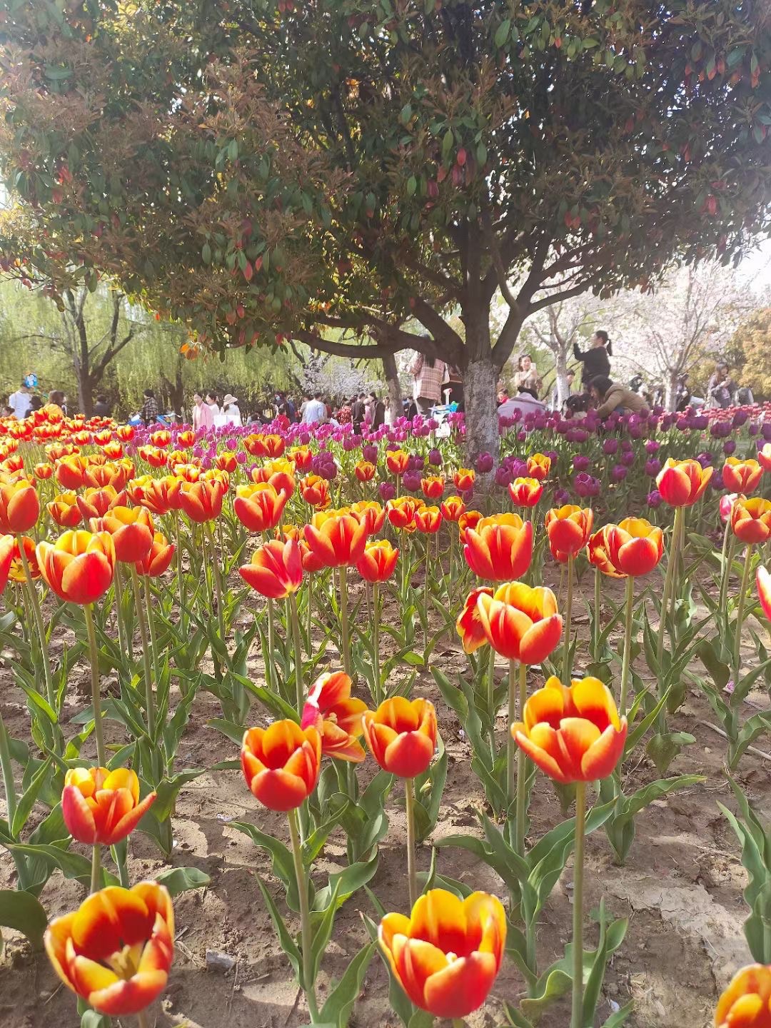 钵池山公园旅行图片