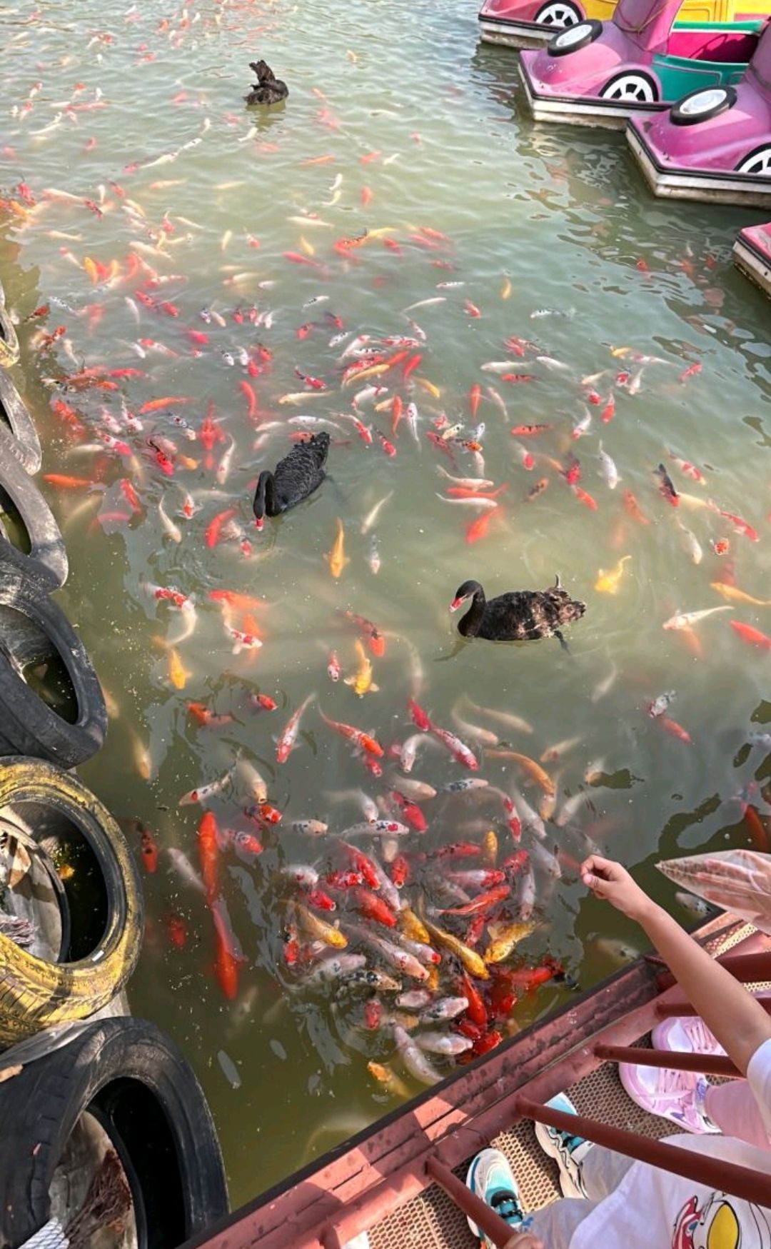 天鹅湖生态园