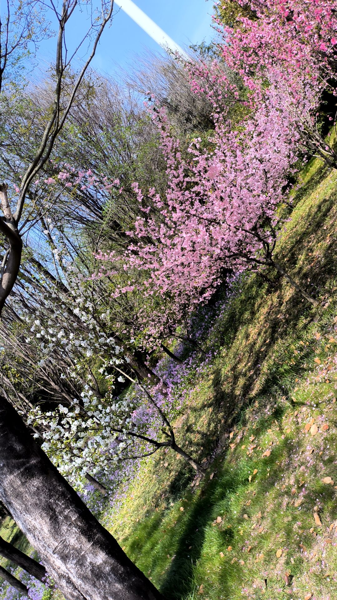 柳树湾风景区