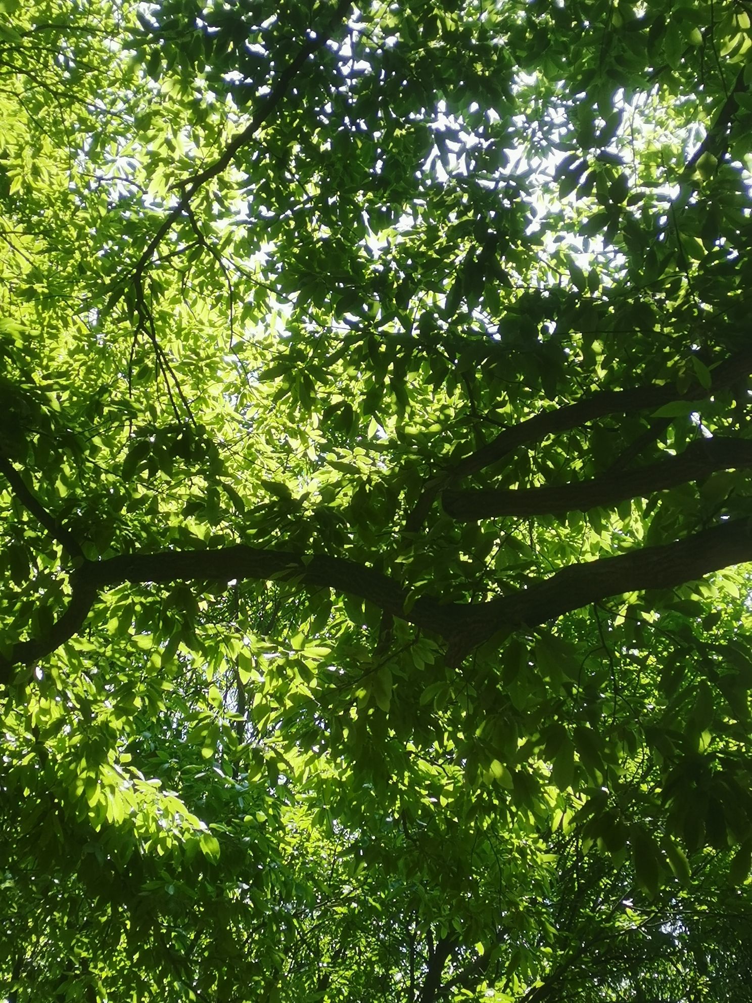 青松岭森林公园