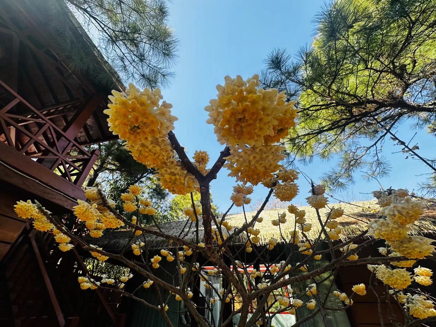 青松岭森林公园旅行图片