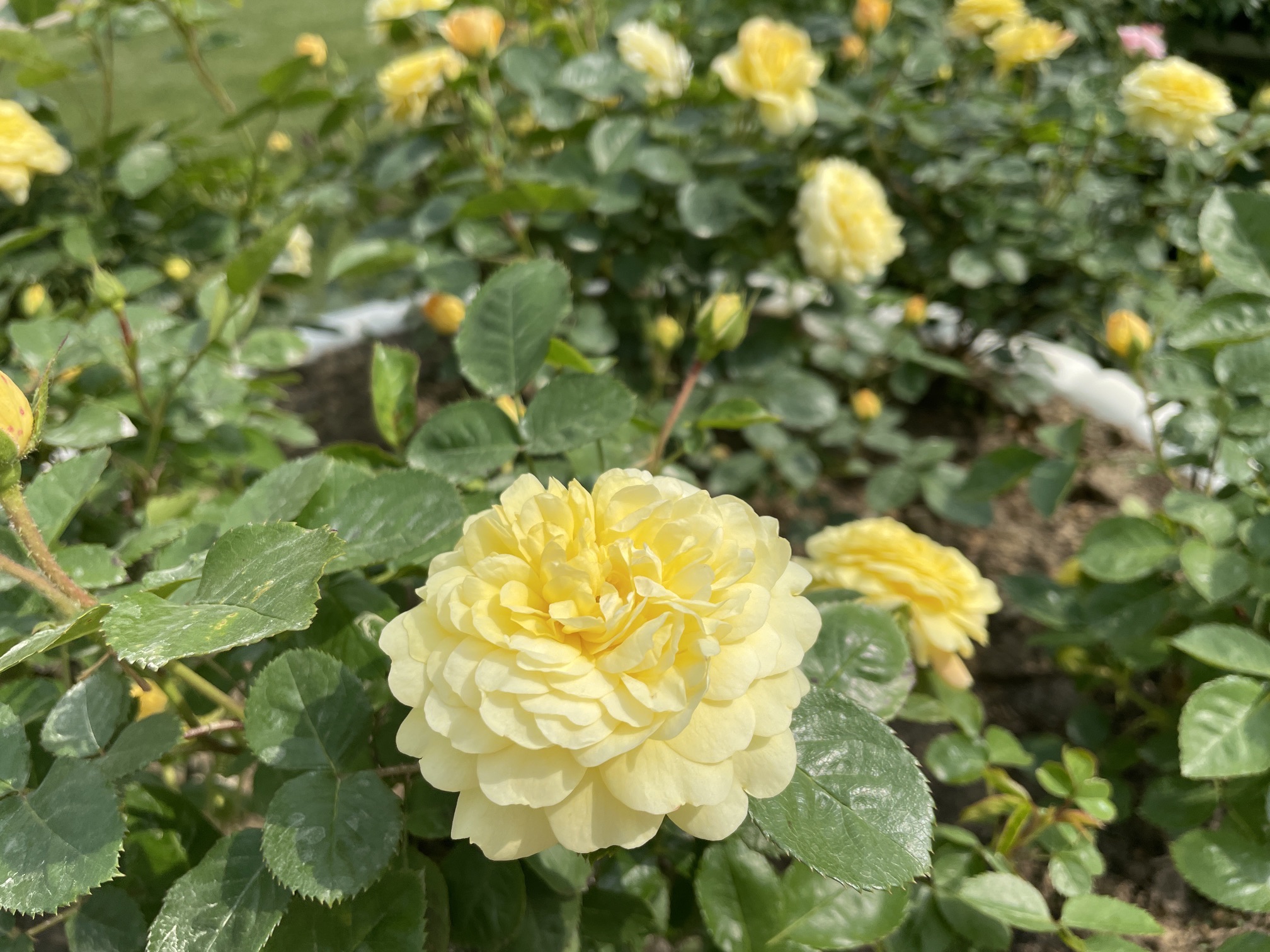 紫荆公园