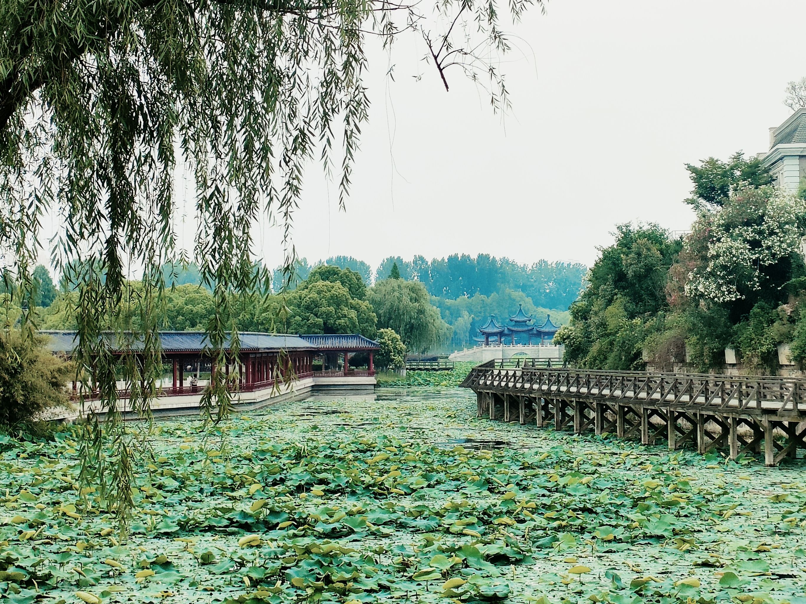 南洲湿地公园旅行图片