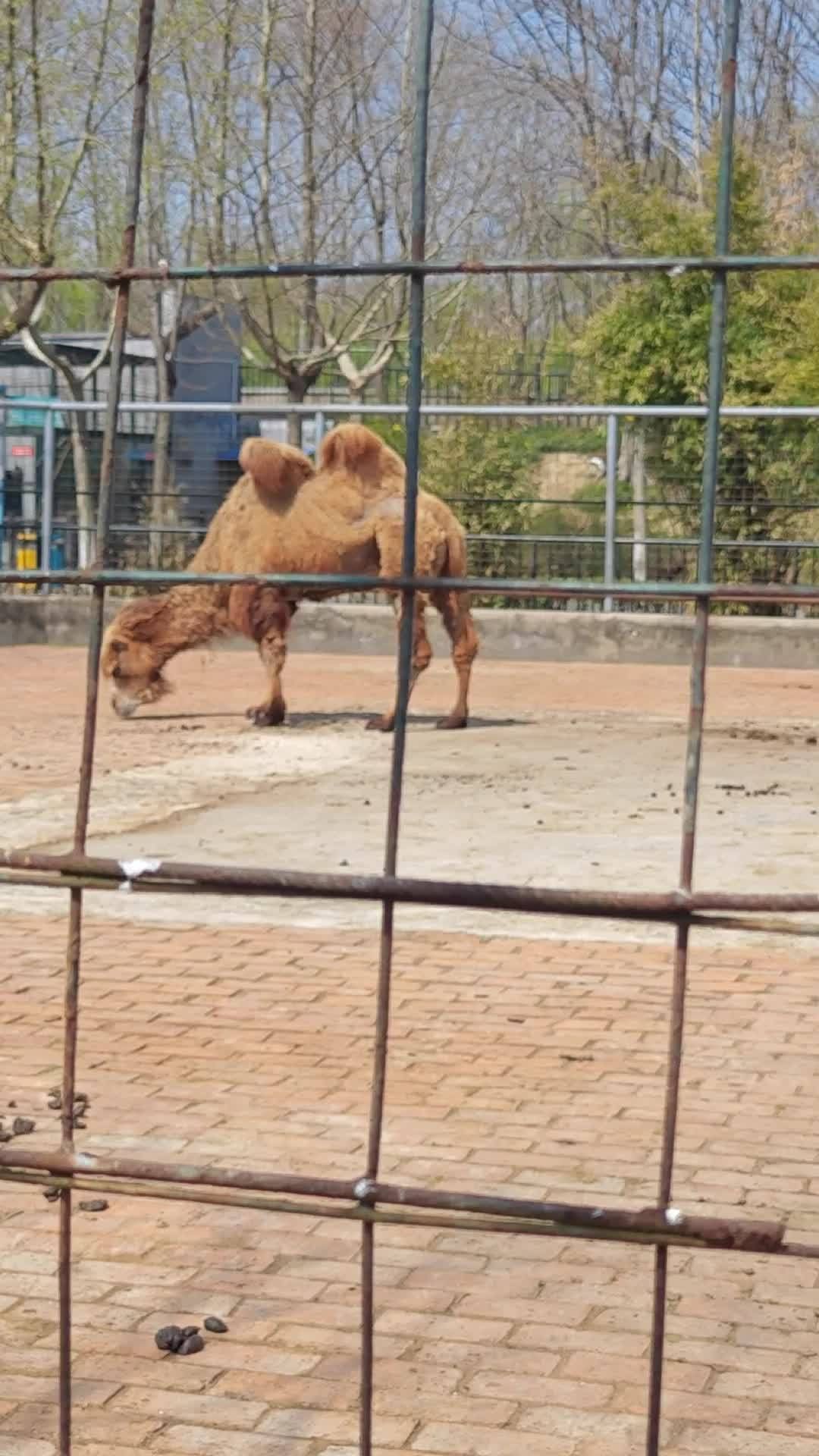 泰州动物园旅行图片