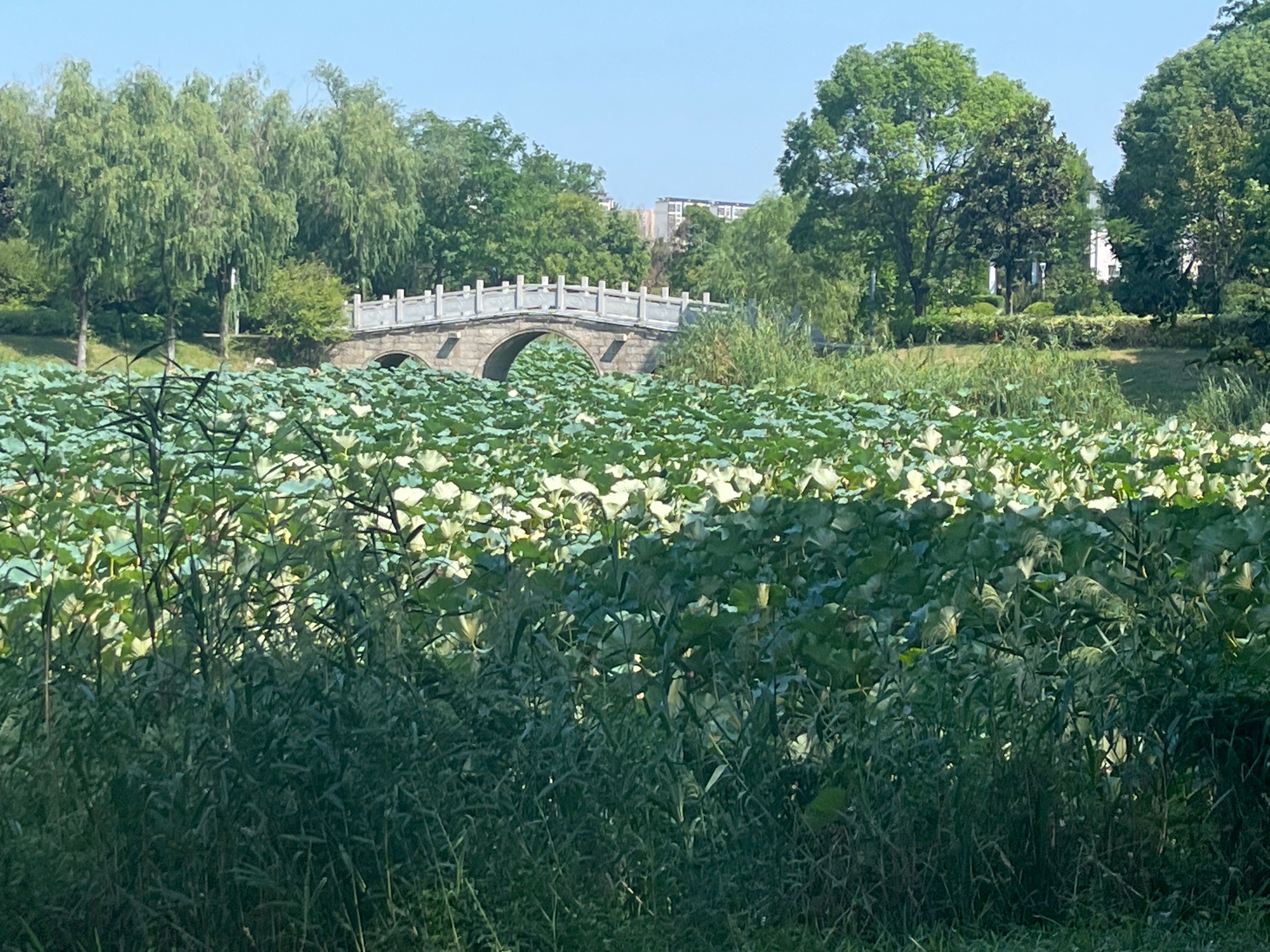 古黄河水景公园