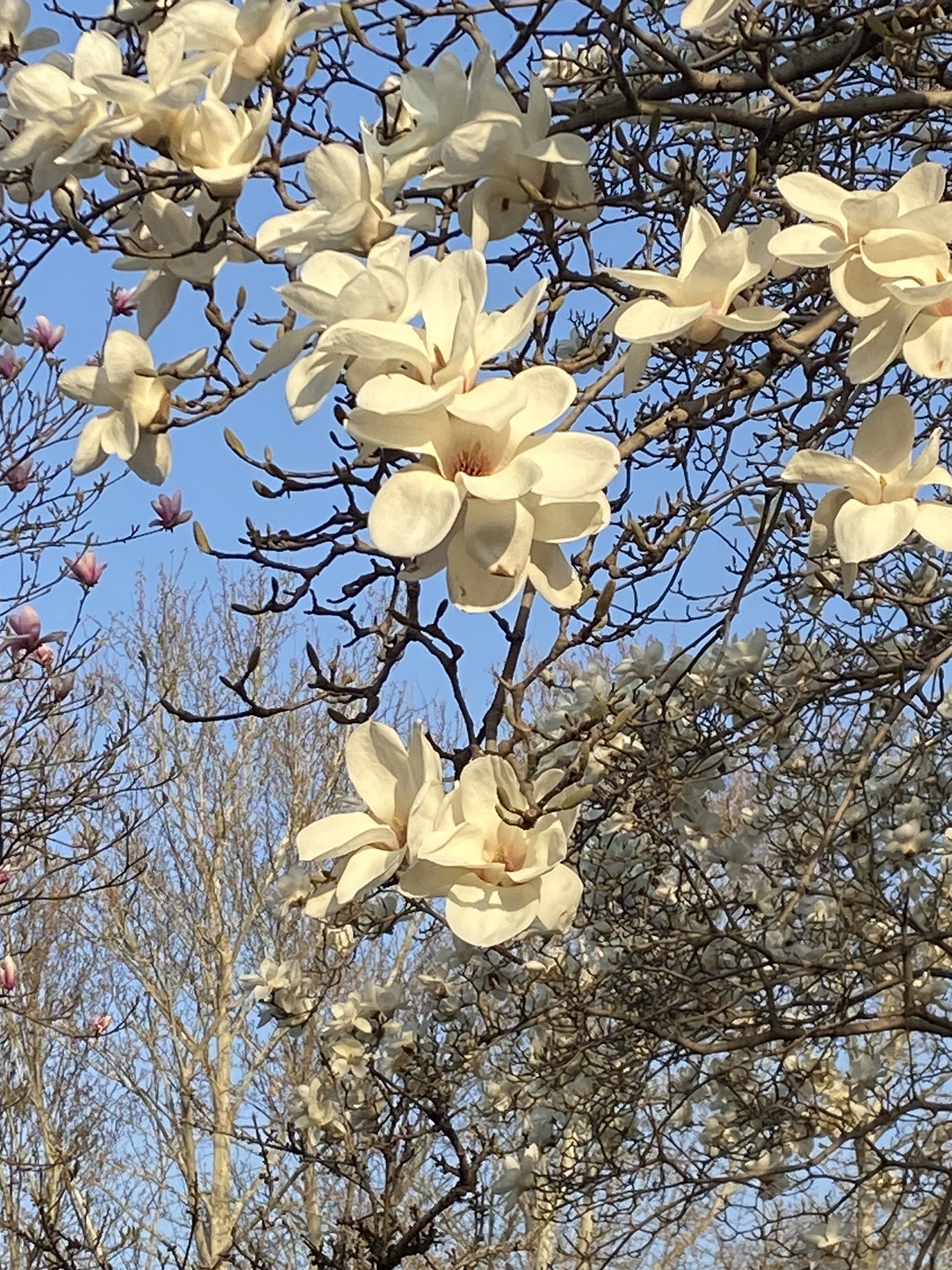 百花公园