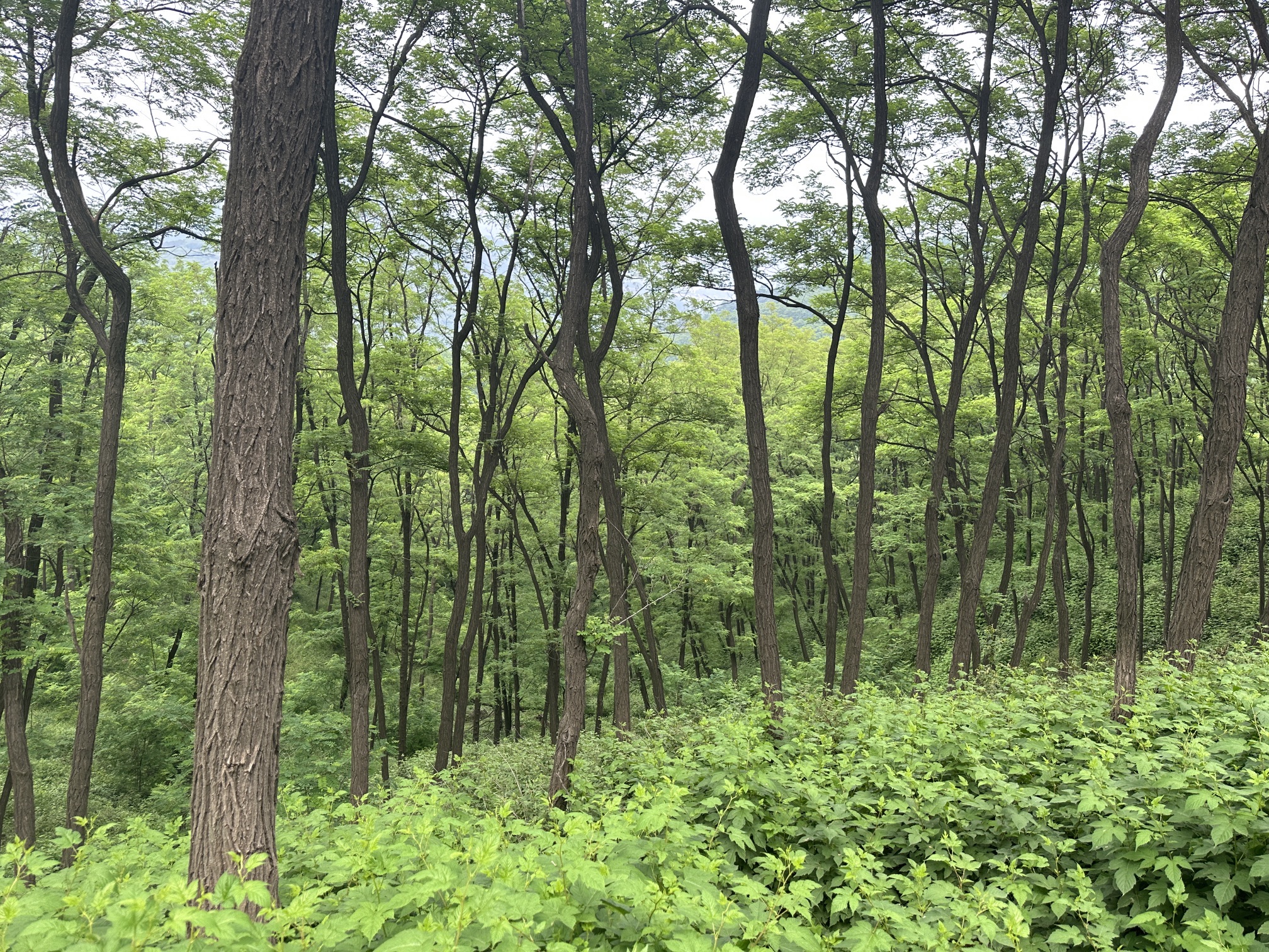 卧龙峪生态景区