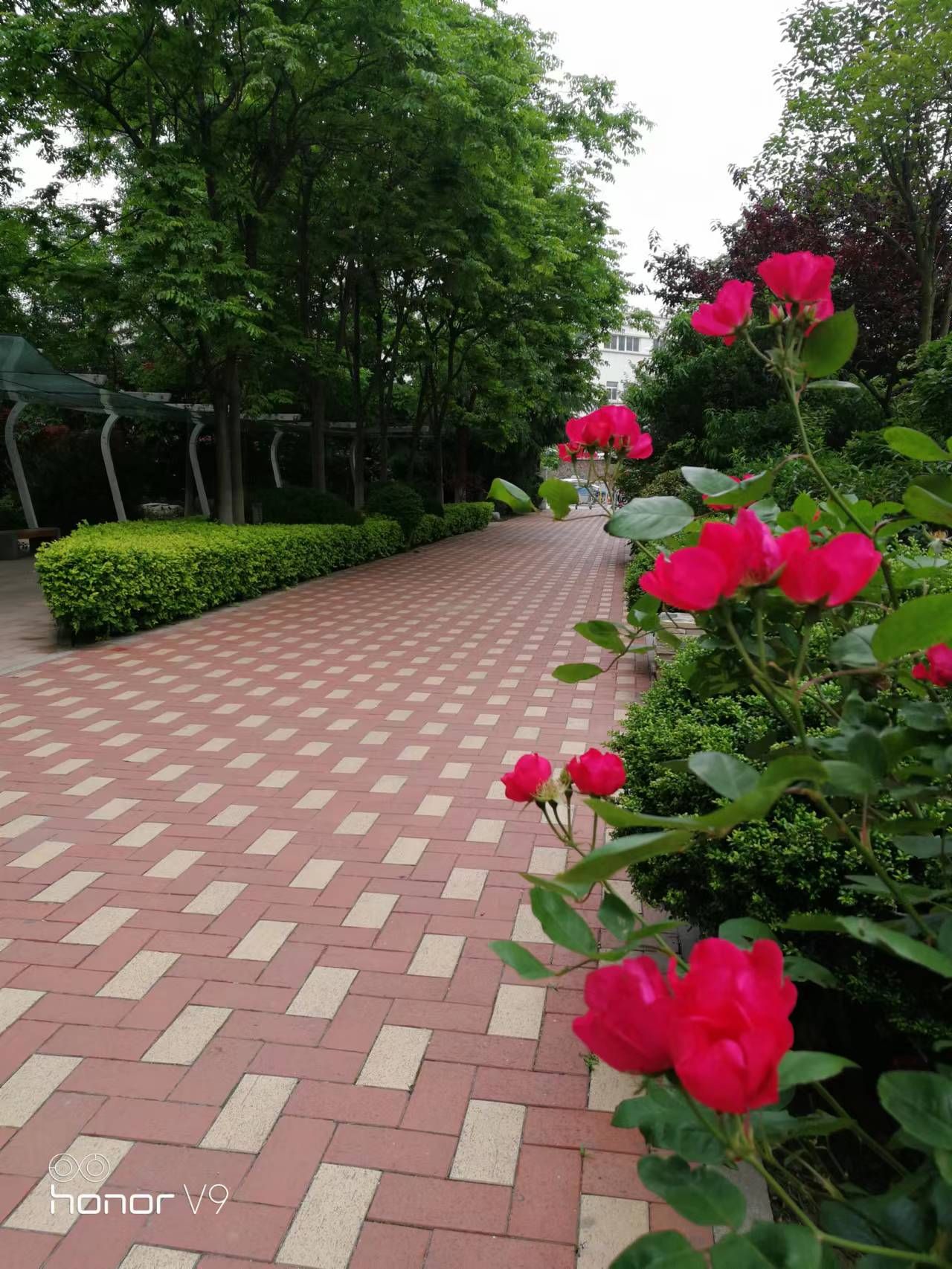 青岛沧口公园旅行图片