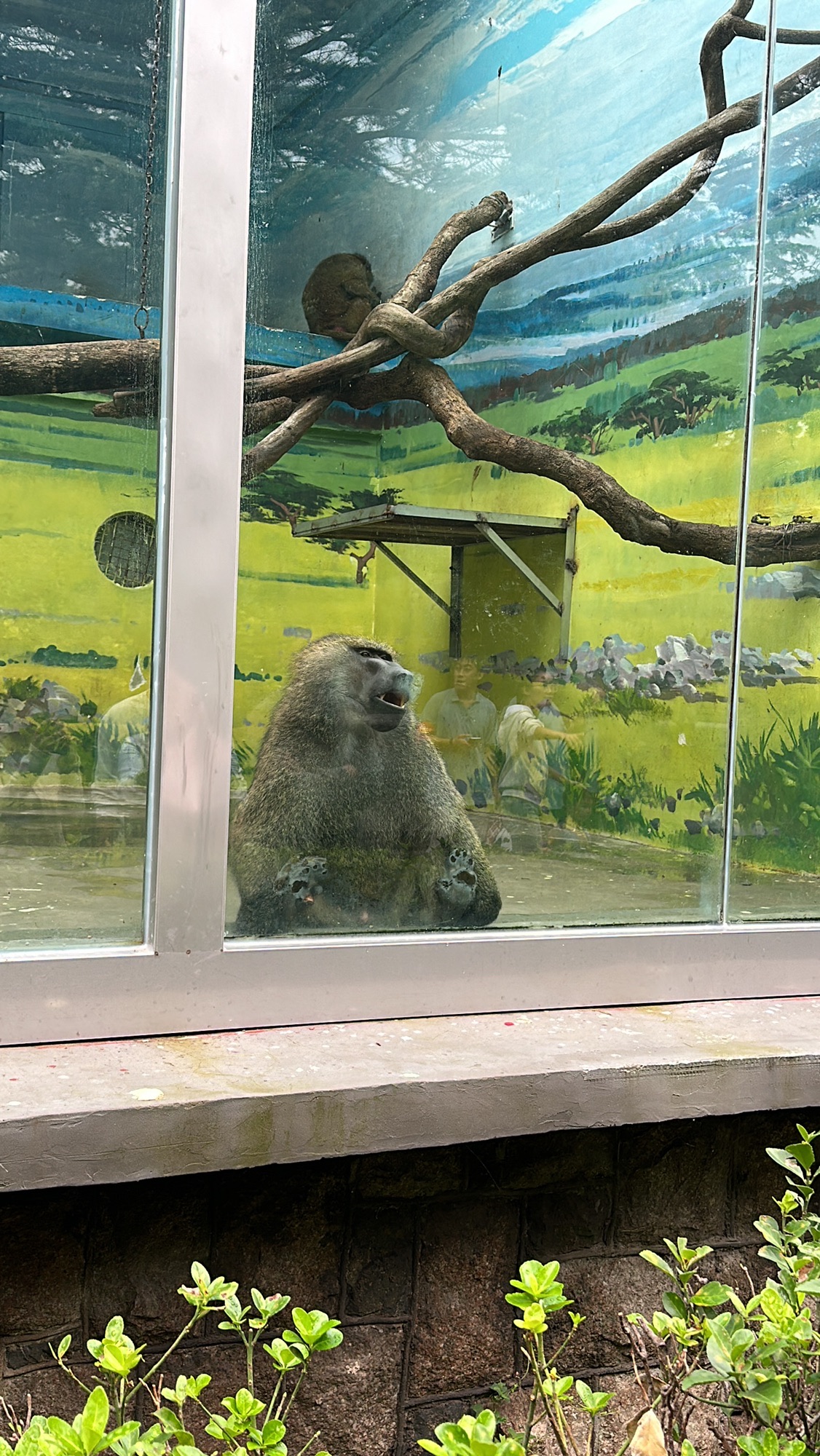 青岛动物园旅行图片