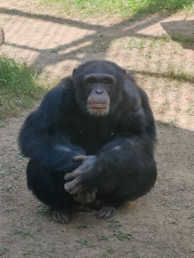 青岛动物园旅行图片