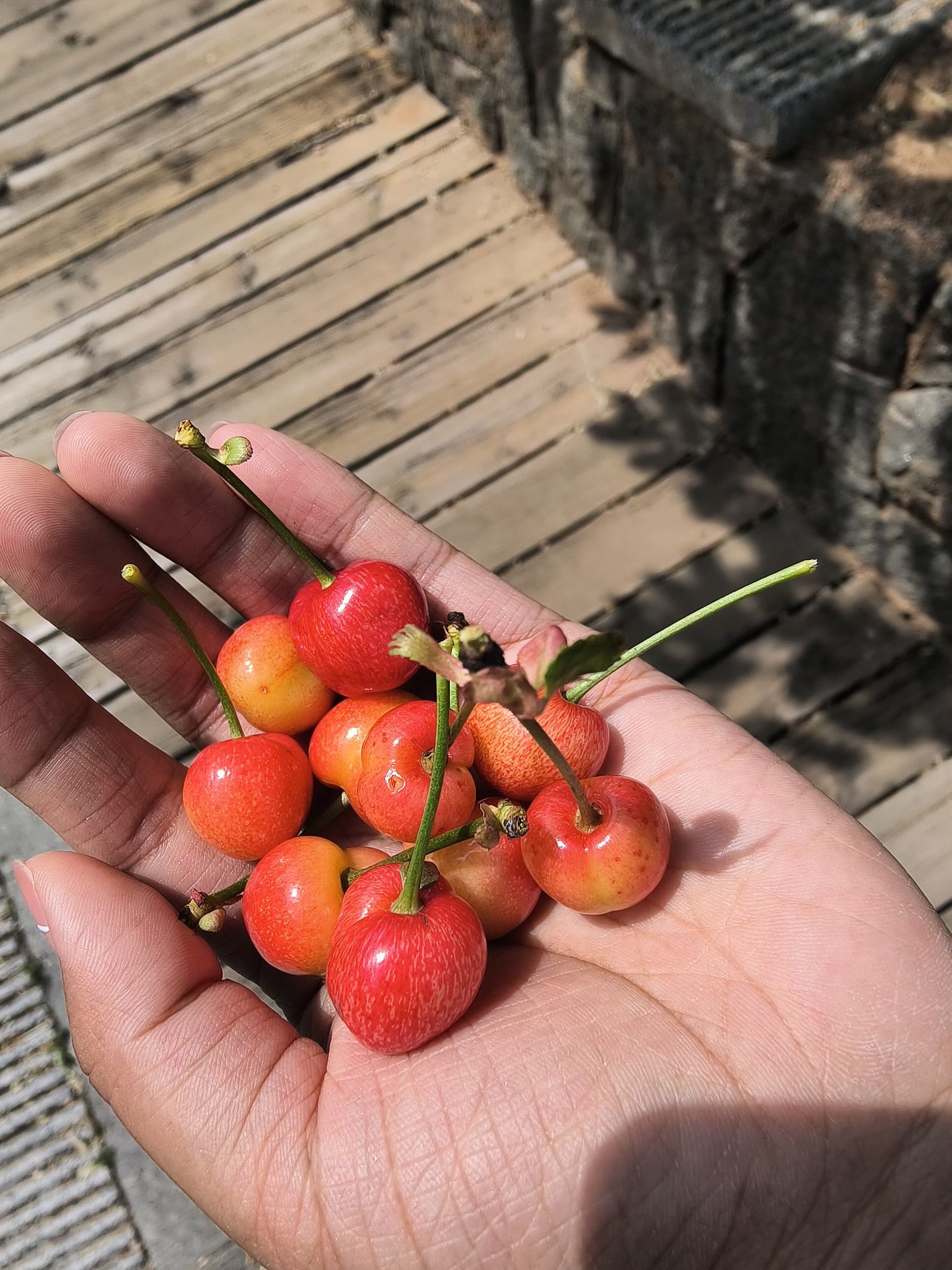 百果山森林公园旅行图片