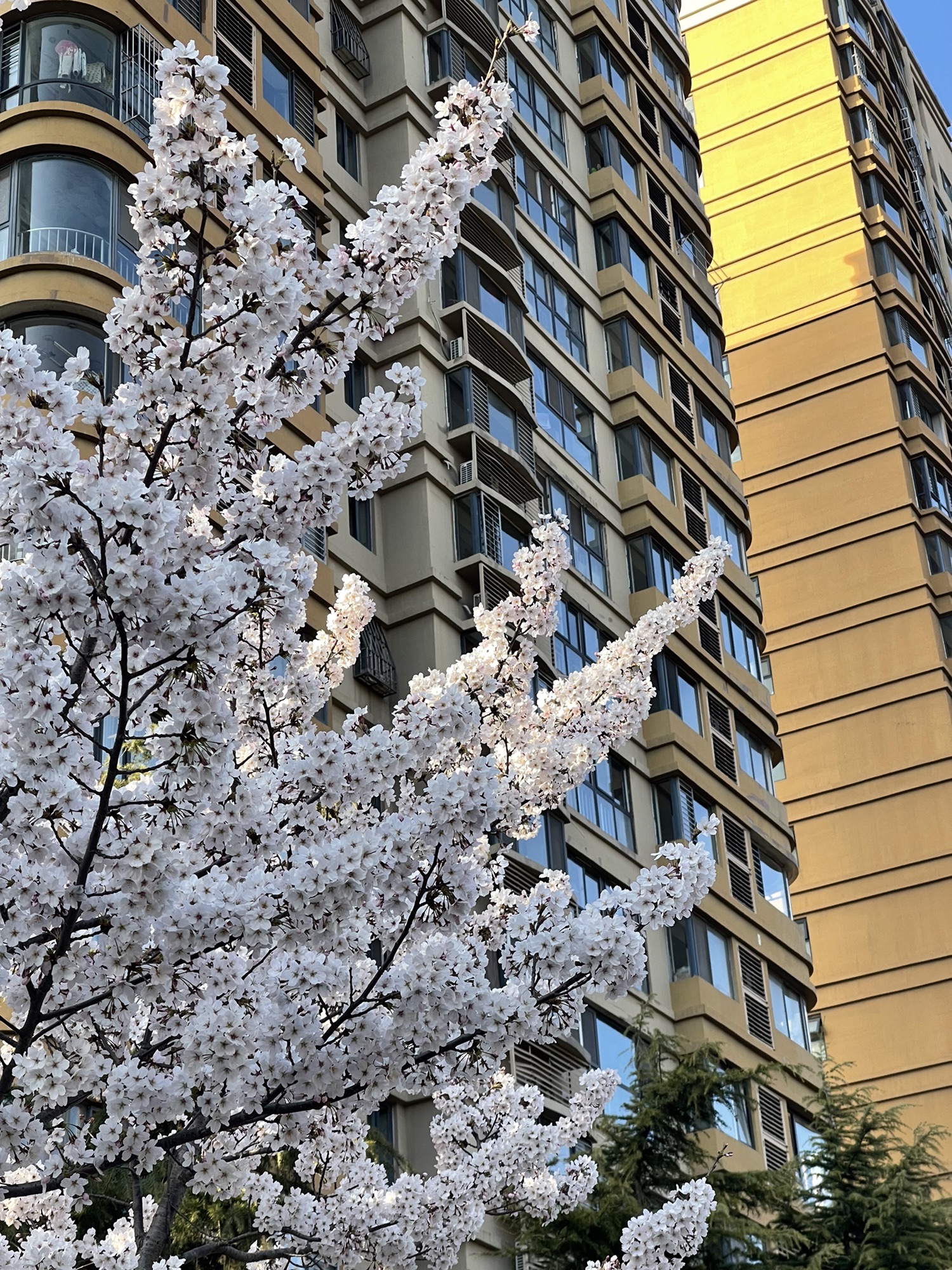李村河公园旅行图片