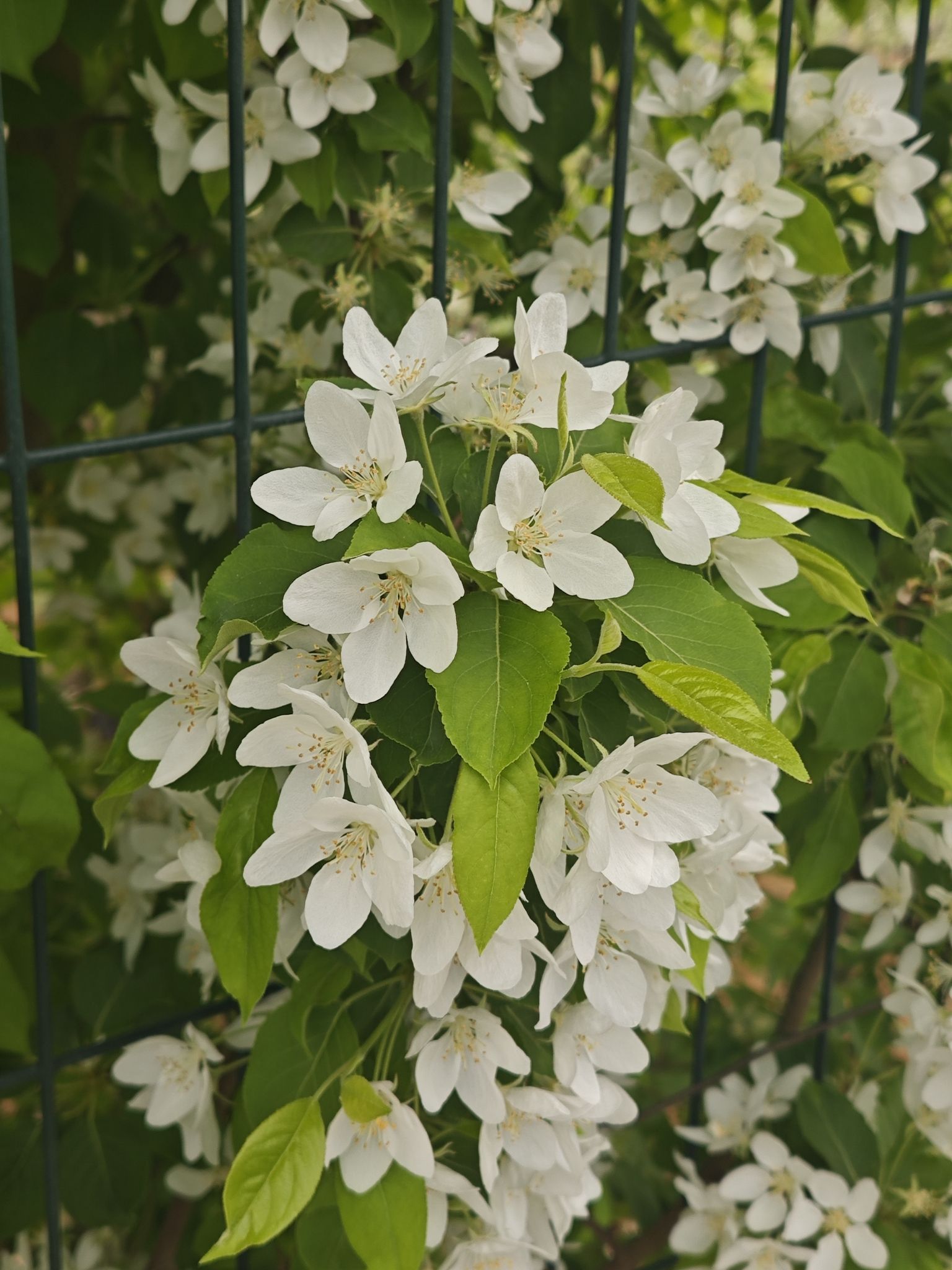 鲁中桃花源风景区