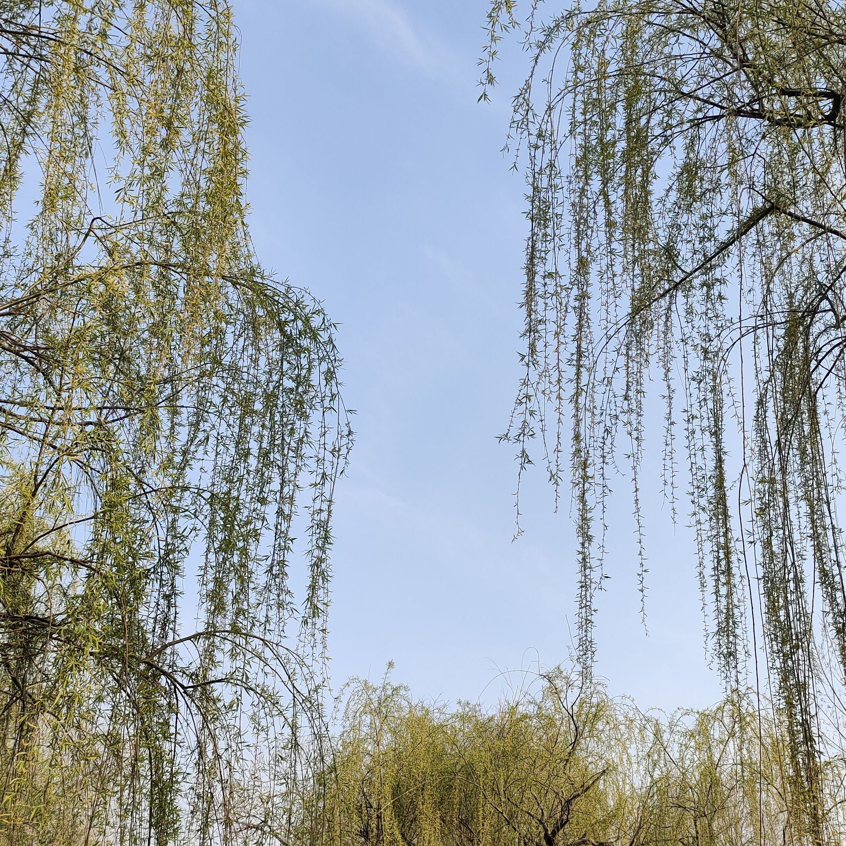 柳泉湿地公园旅行图片