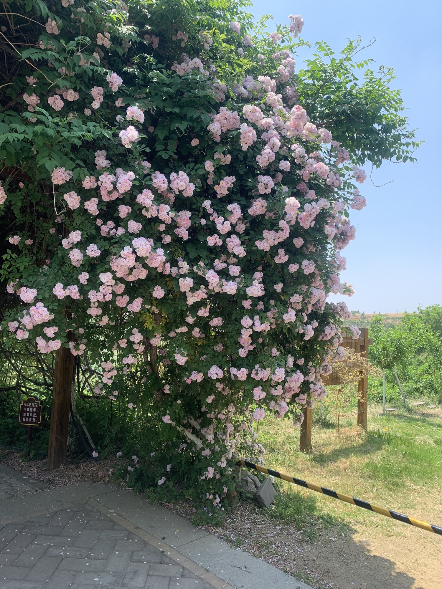 汇泉桃花岛