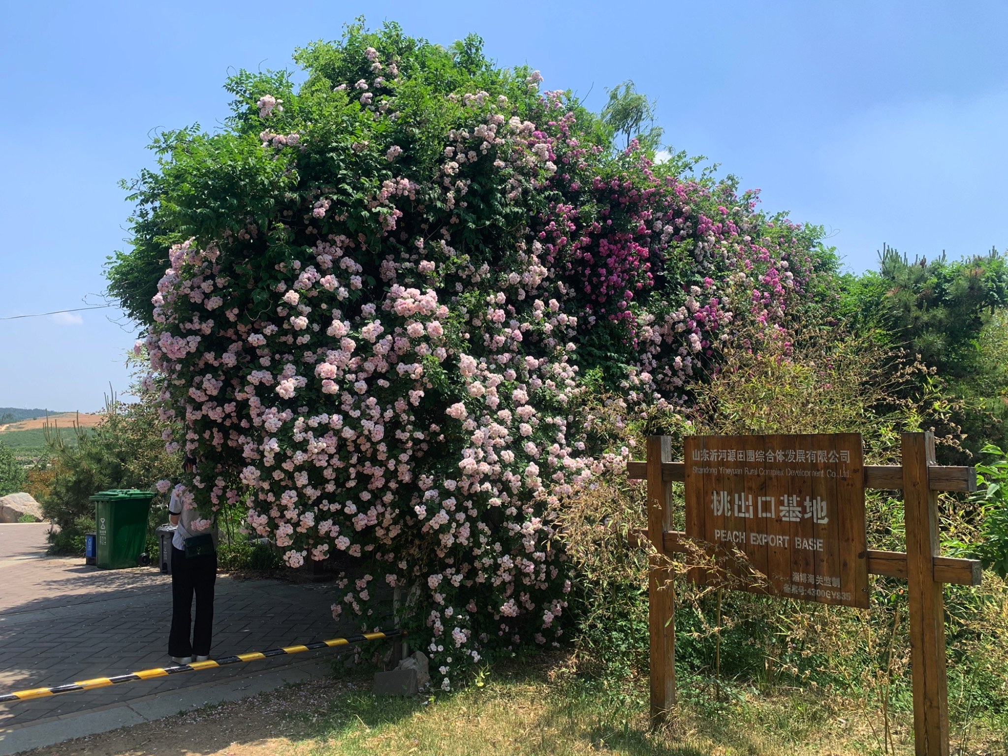 汇泉桃花岛旅行图片