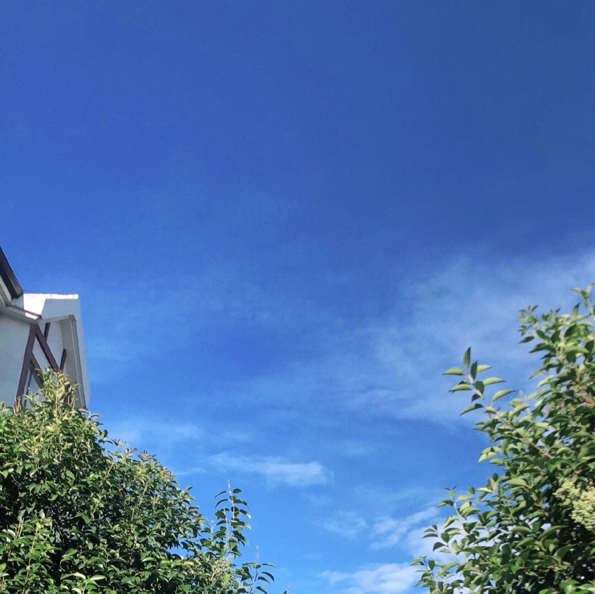 夏津黄河故道森林公园旅行图片