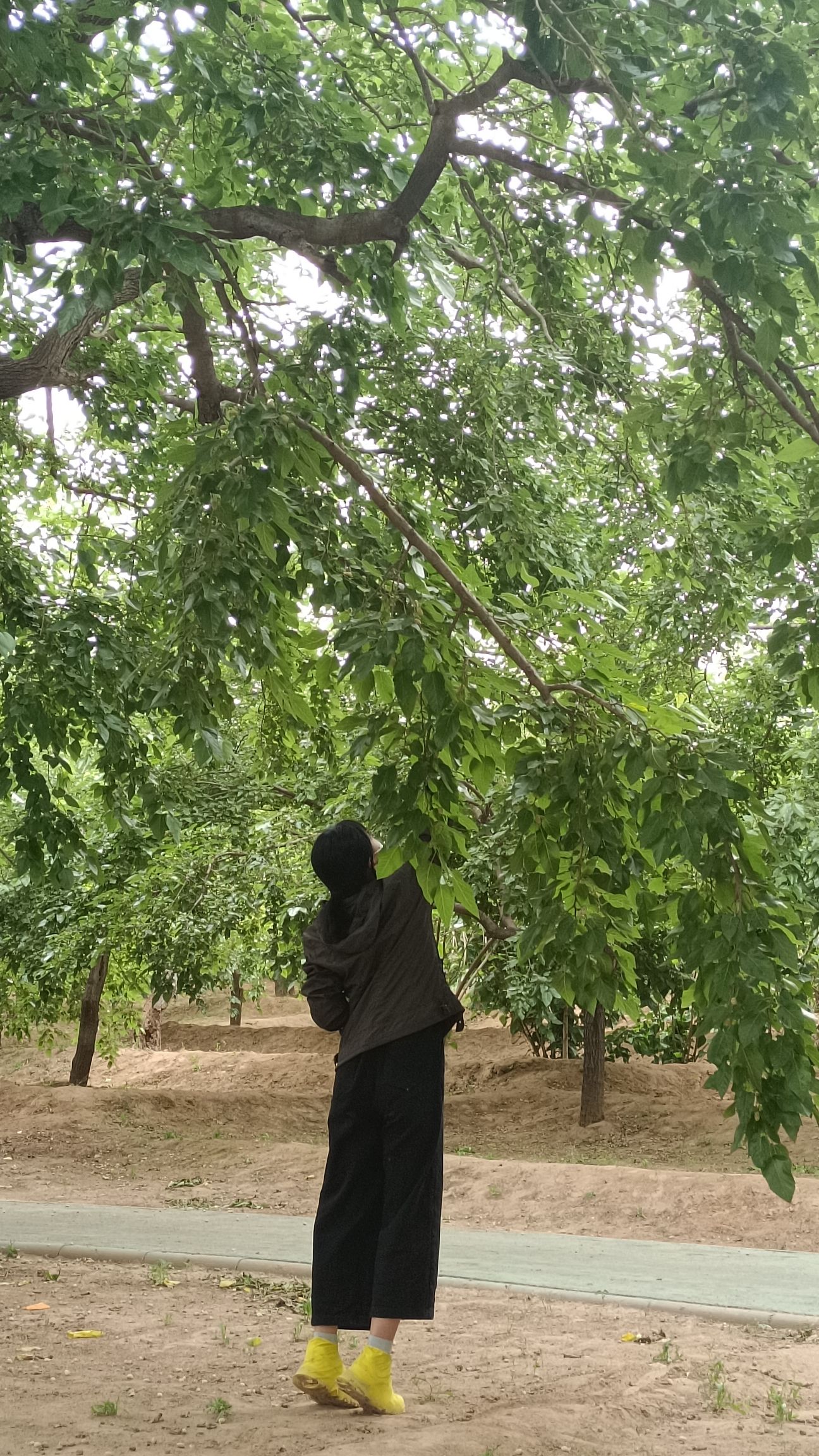 夏津黄河故道森林公园旅行图片