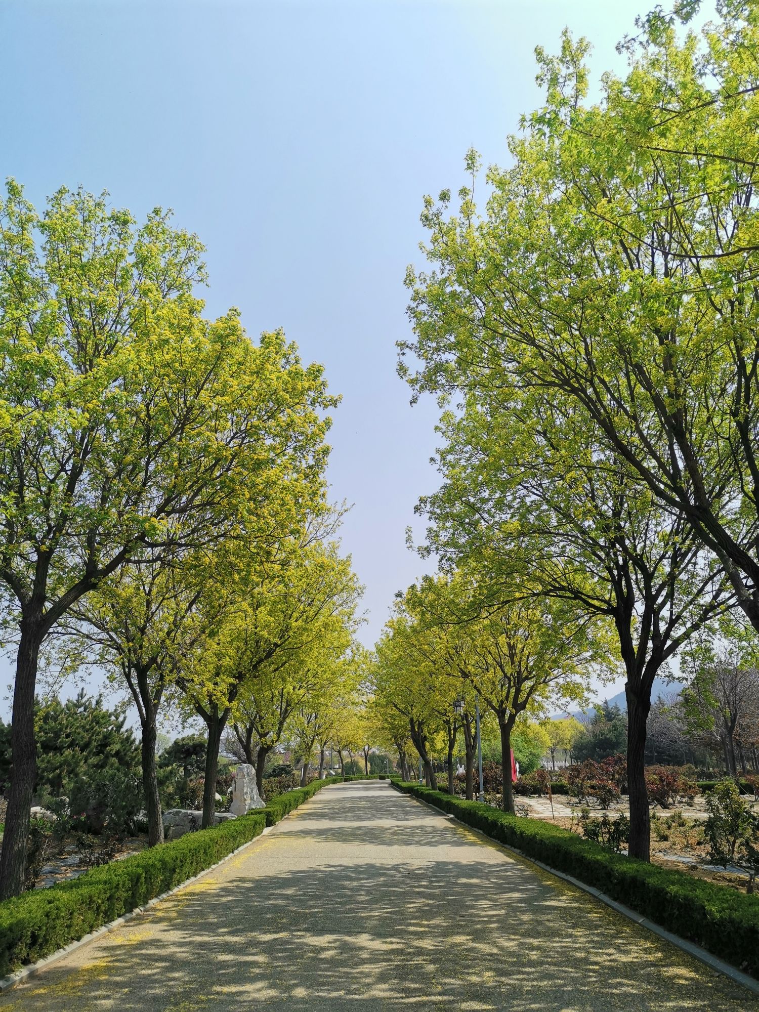 中华月季园旅行图片
