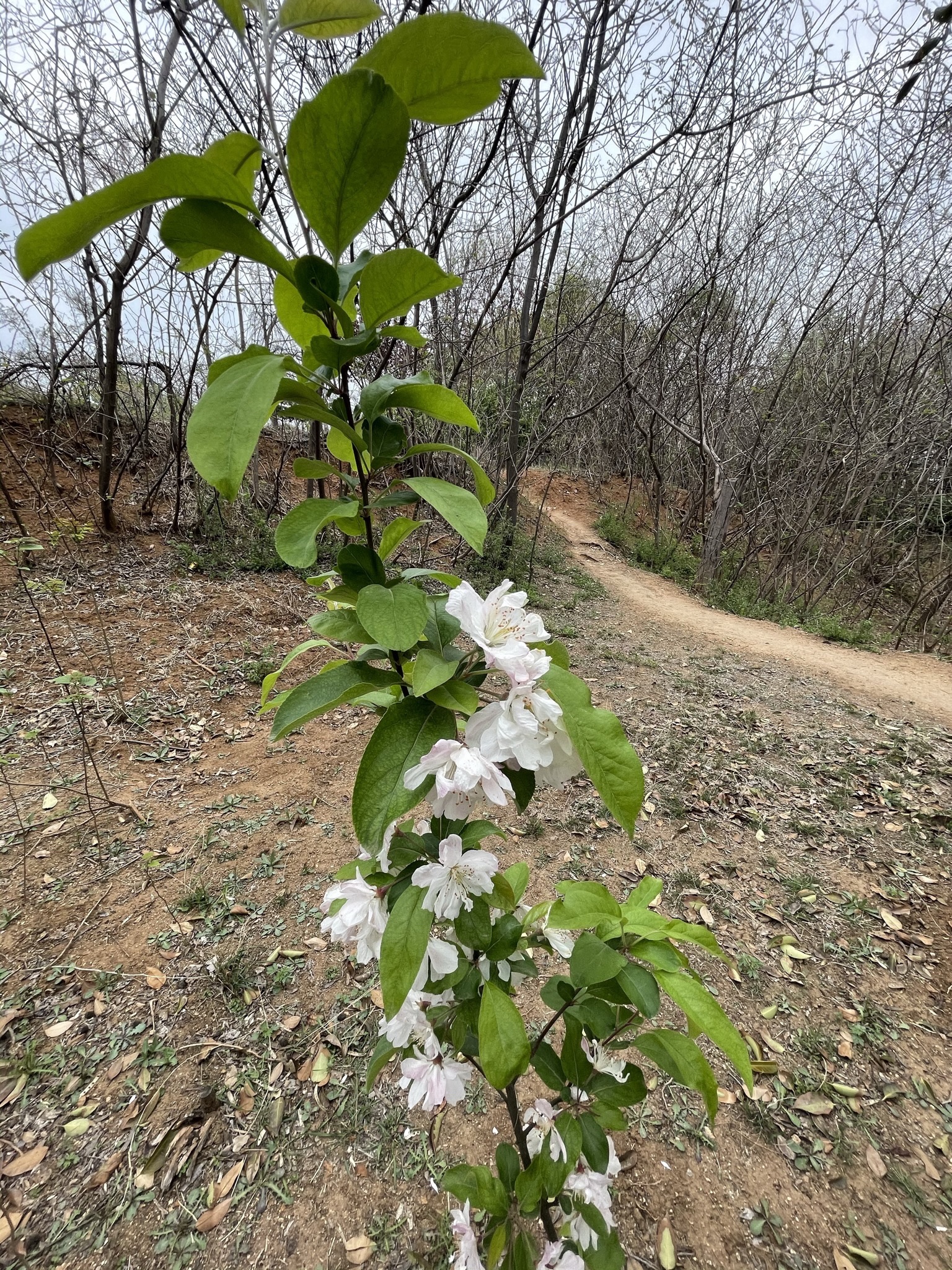铁山公园旅行图片