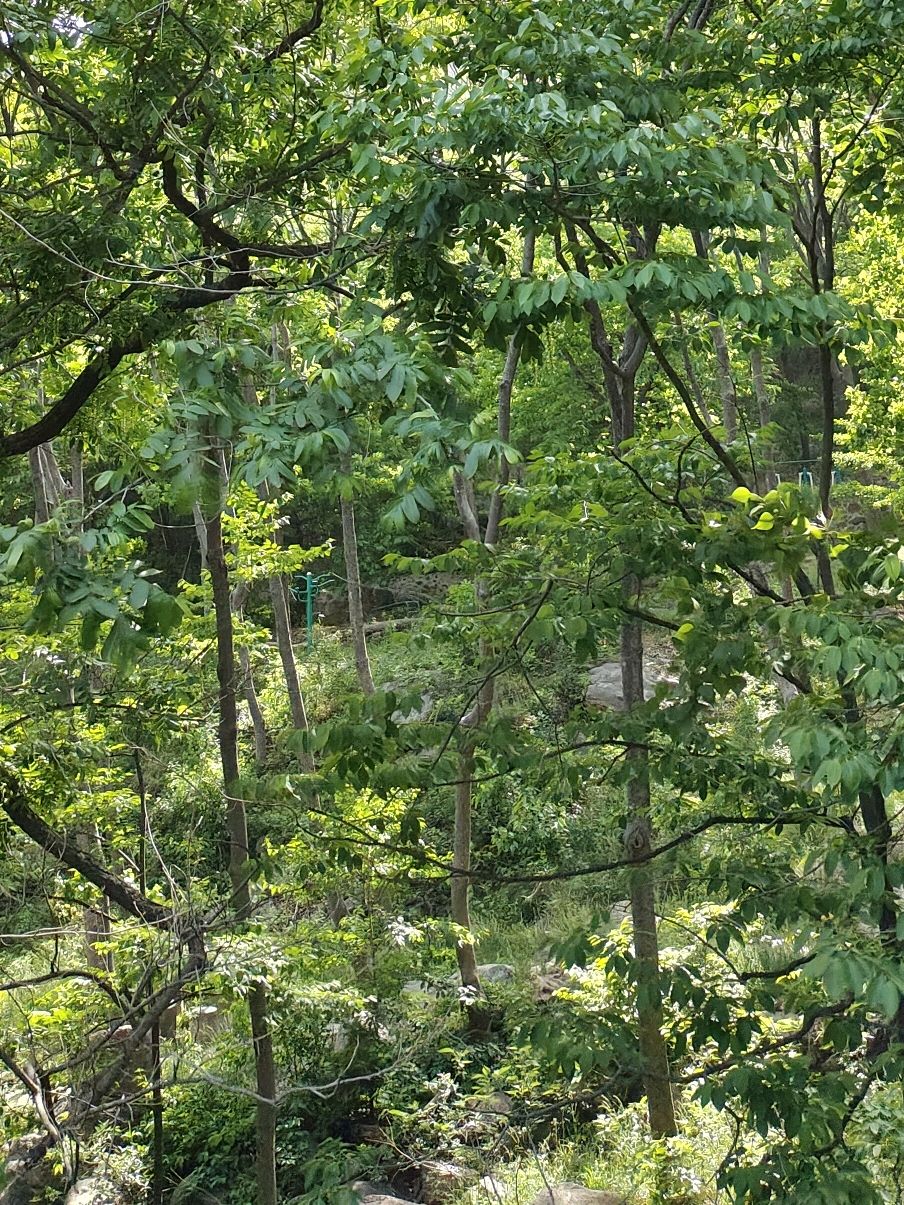 牛山森林公园