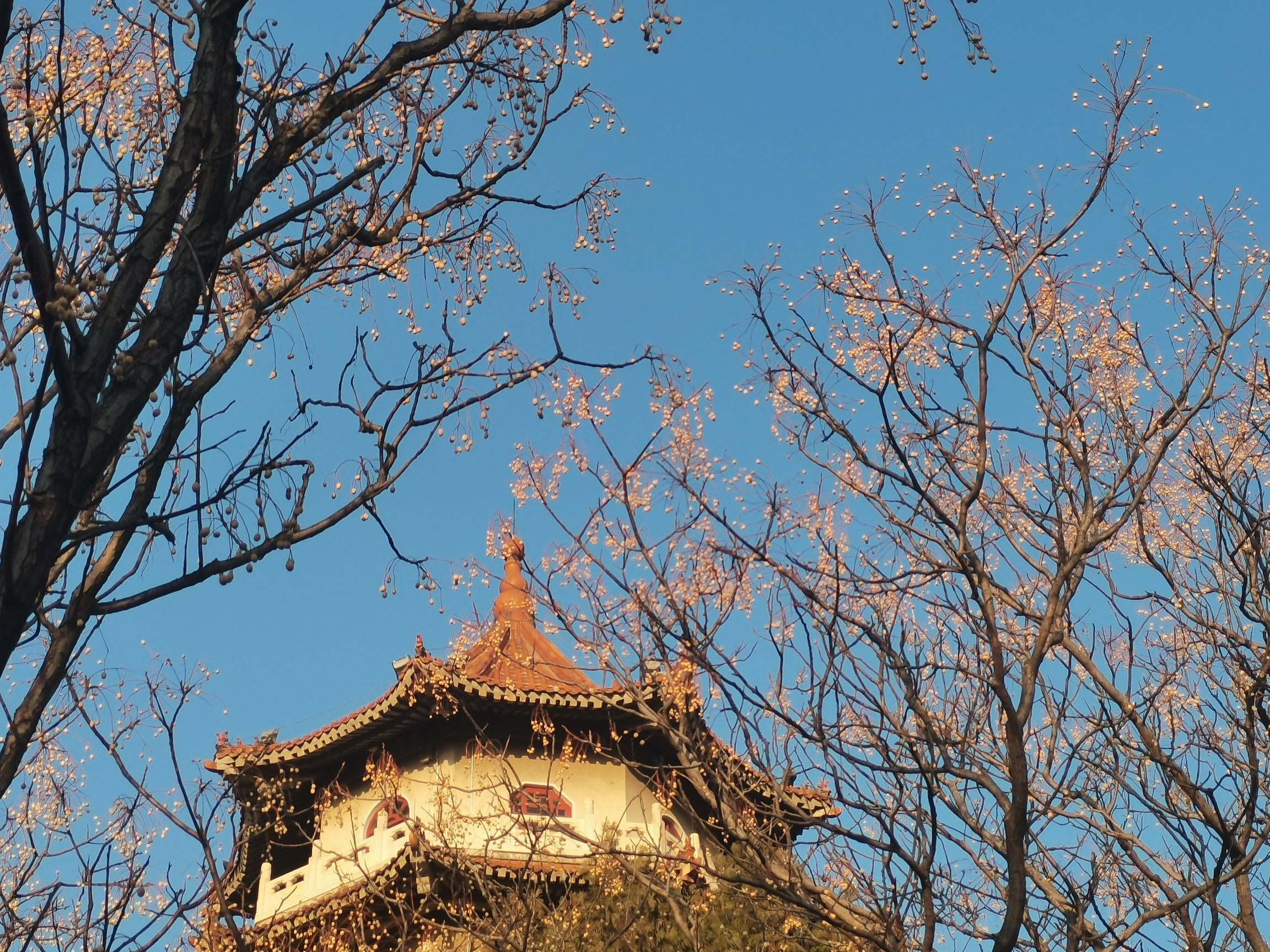 龙山公园旅行图片