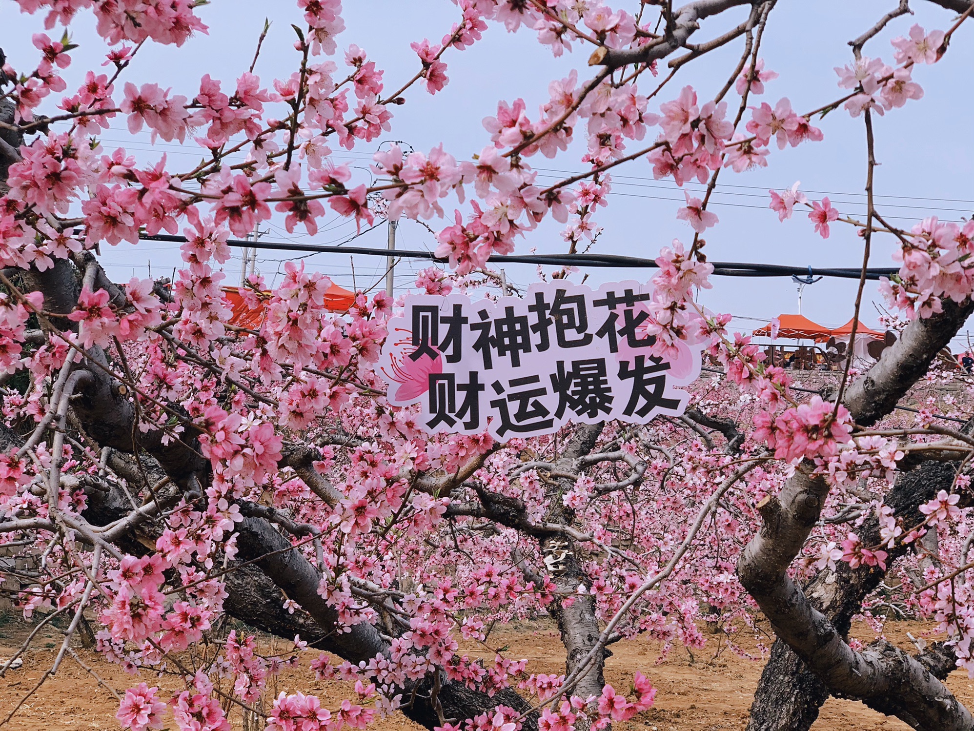 刘台桃花源景区旅行图片