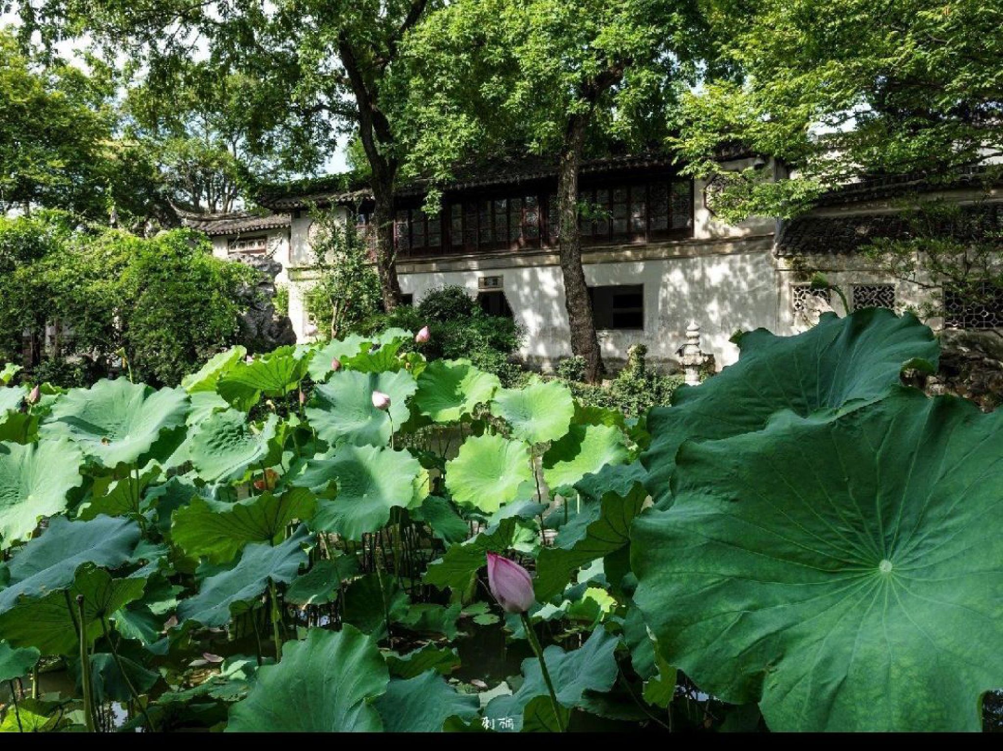 留园旅行图片