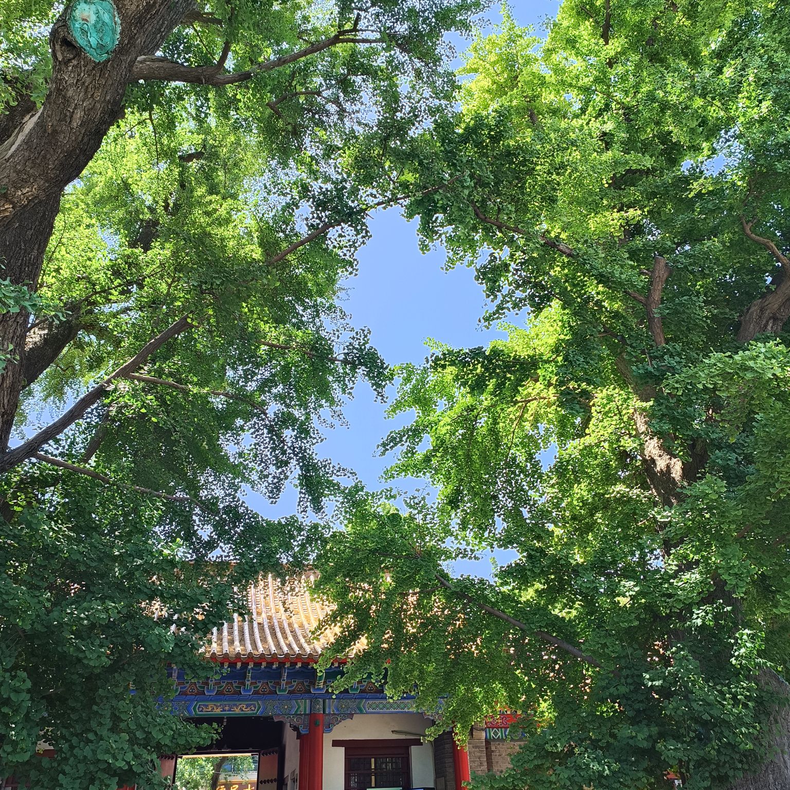 孔庙旅行图片