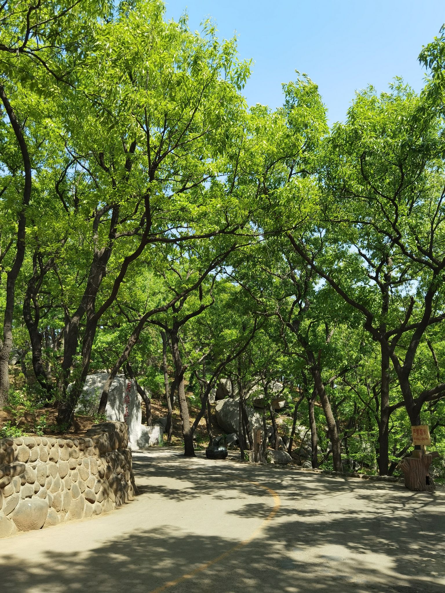 孟良崮国家森林公园旅行图片