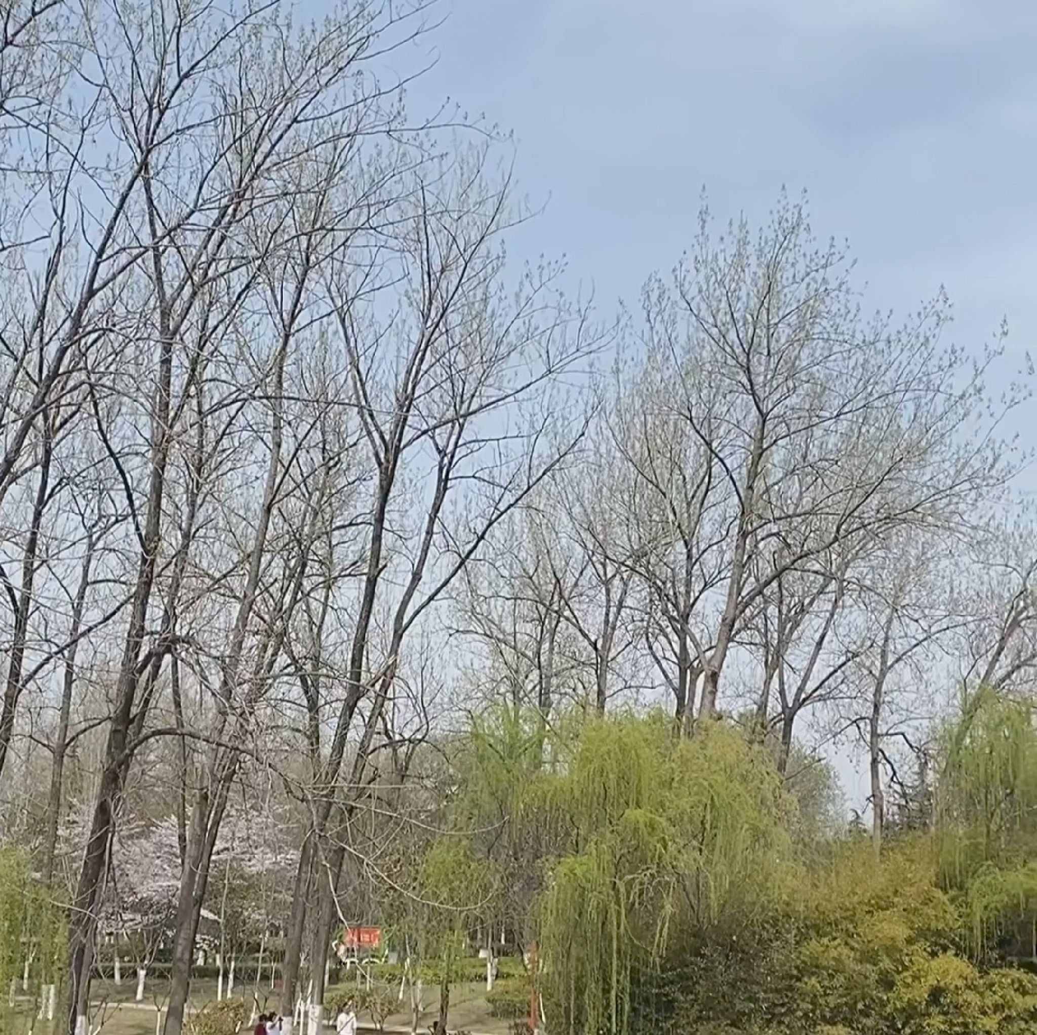 临沂人民公园旅行图片