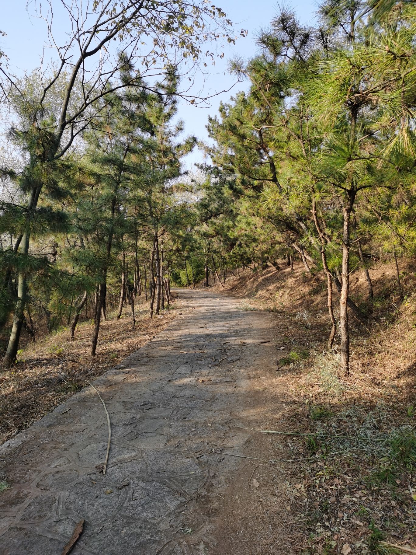 茶山旅游区旅行图片